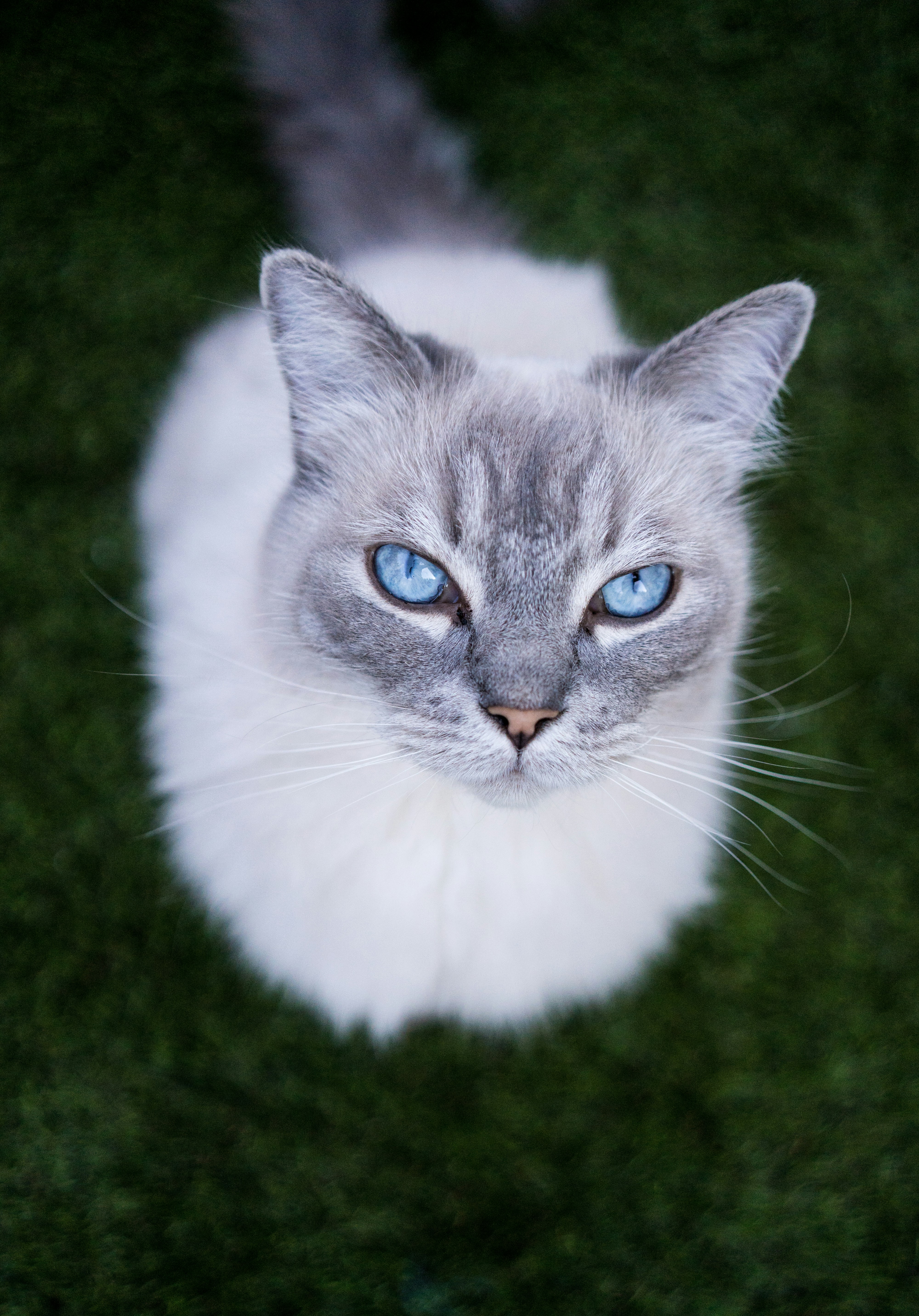 Blue-eyed Cat On Green Grass