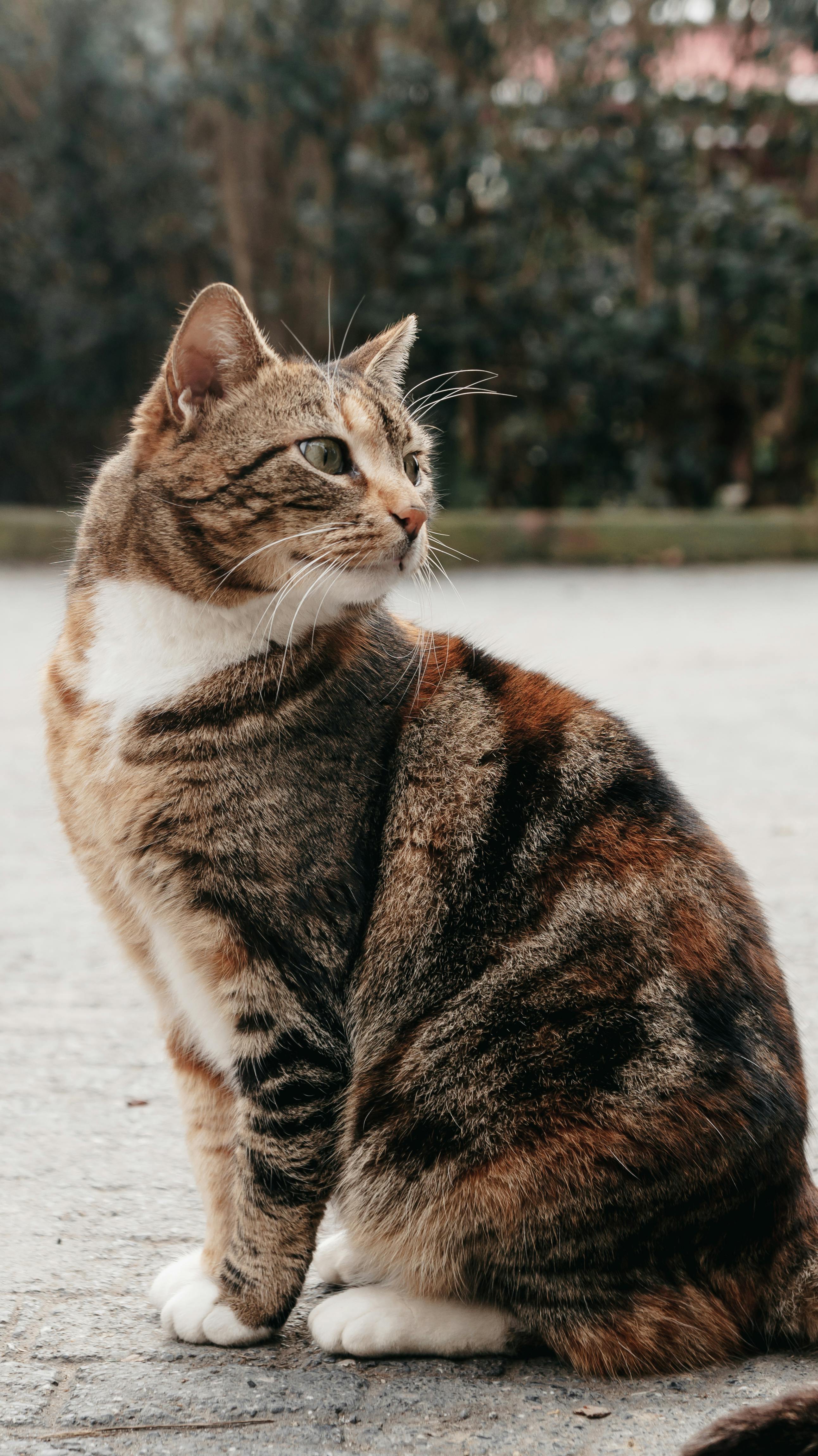 Tabby Cat Sitting Outdoors