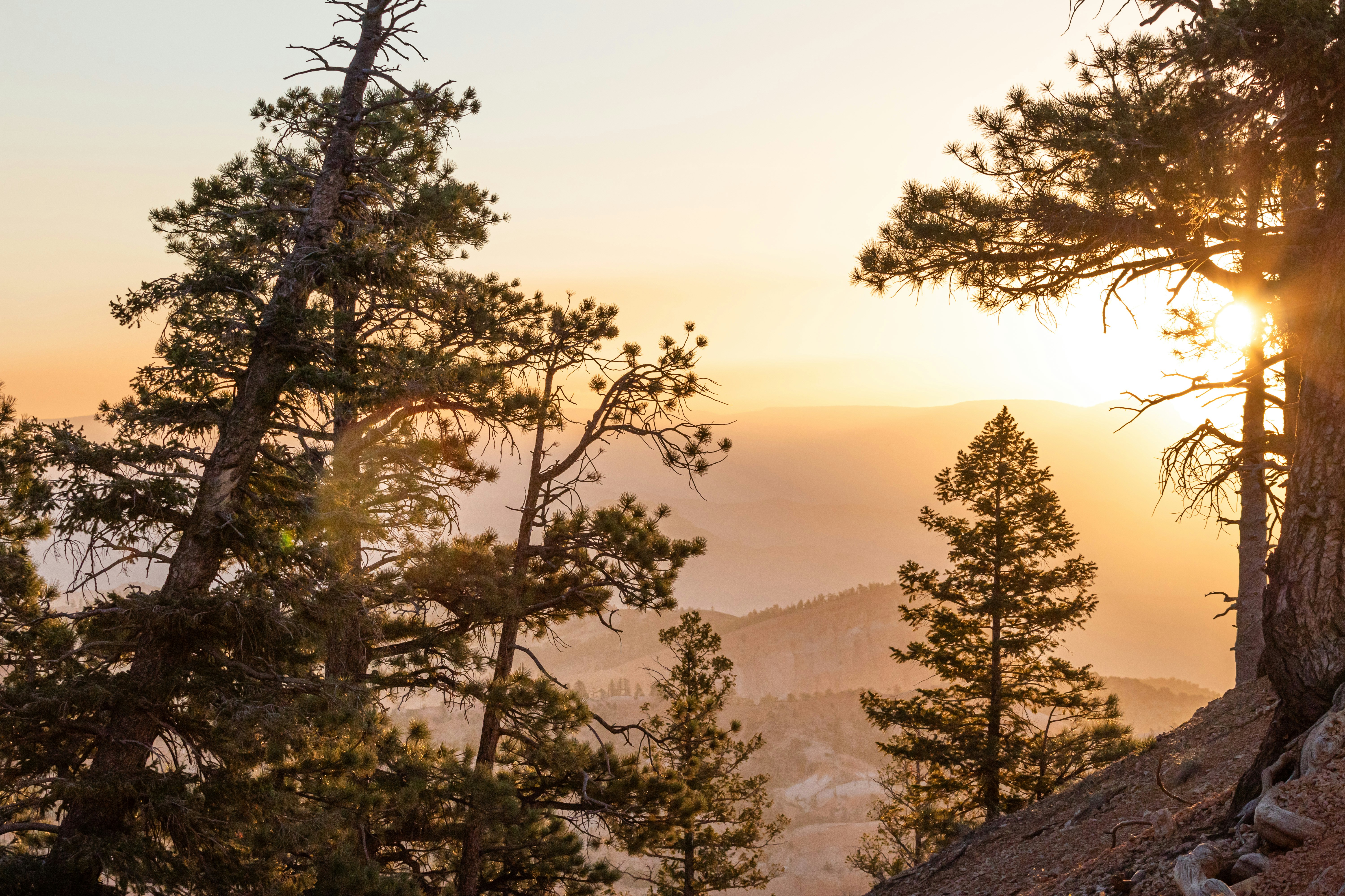 Mountain Pine Forest at Sunset