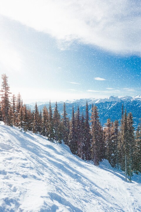 Snowy Mountain Slope with Pine Forest