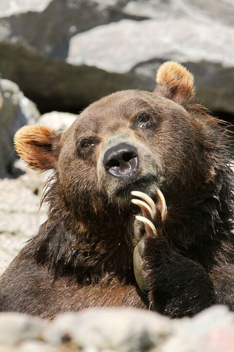Brown Bear Scratching Its Chin