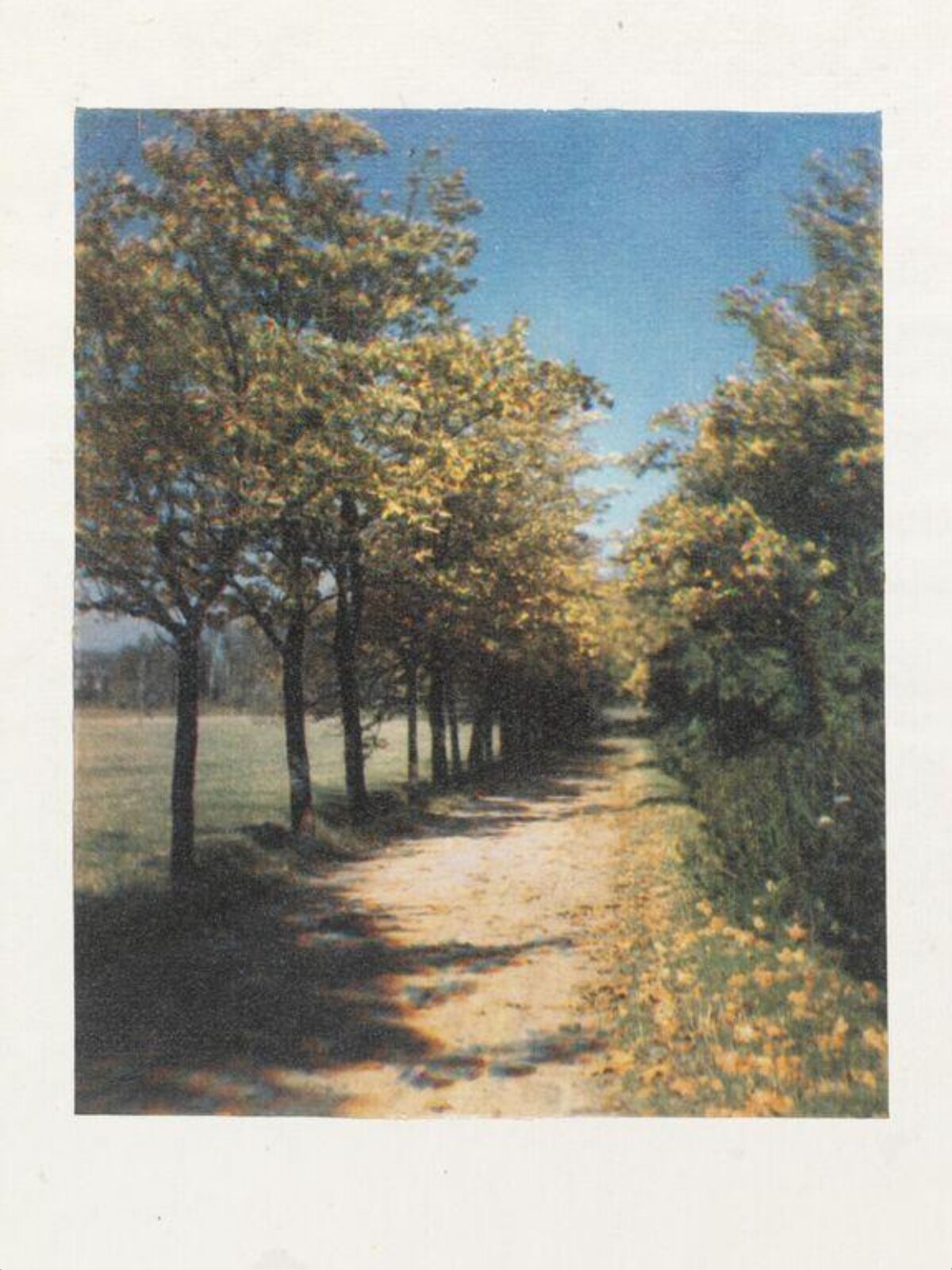 Sunlit Tree-lined Country Path