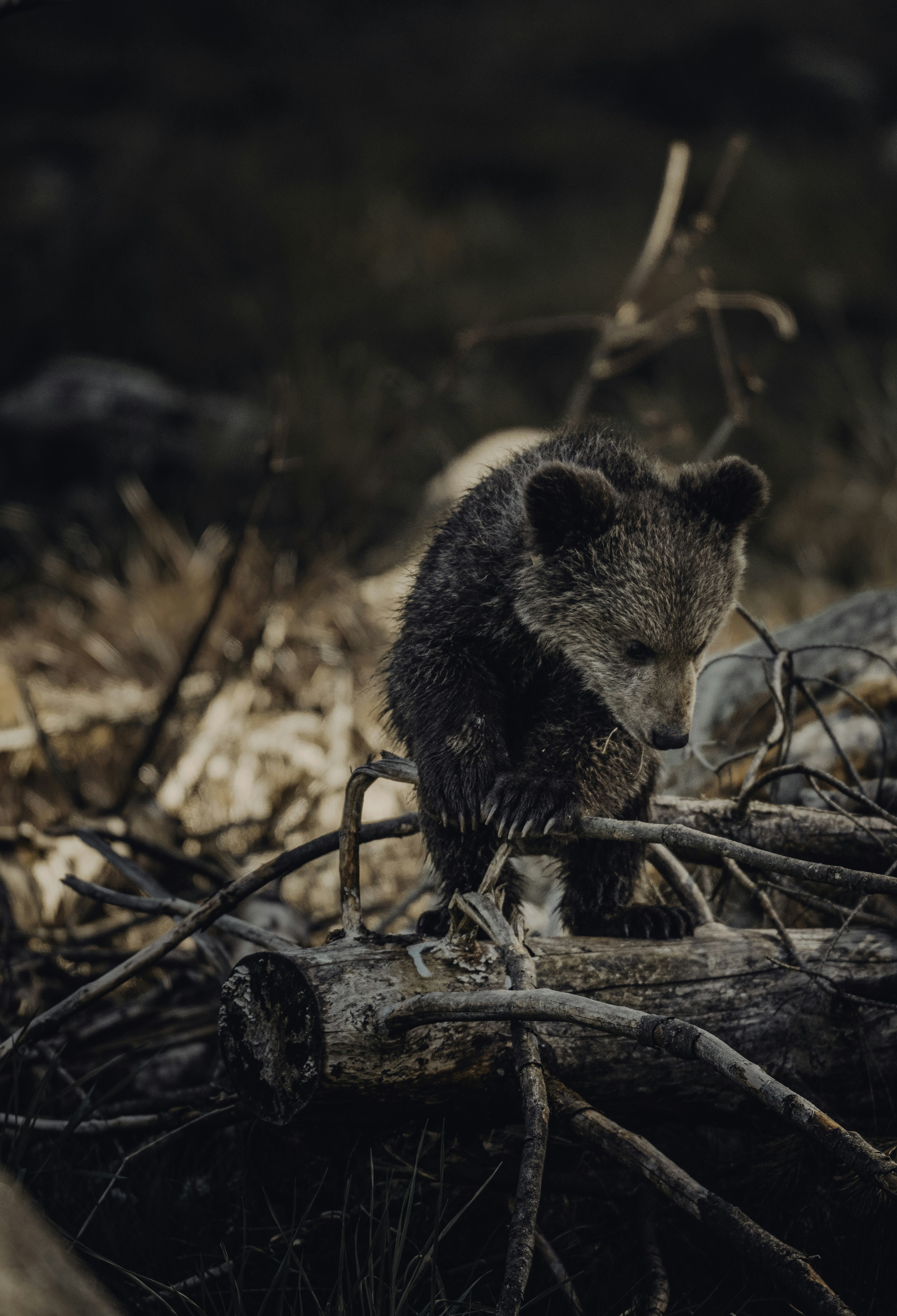 Brown Bear Cub on Fallen Log