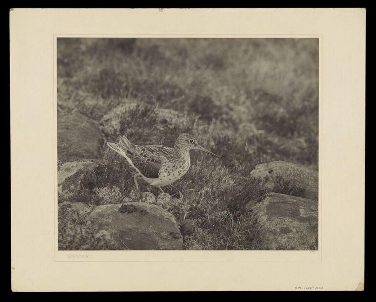 Greenshank Among Grass and Rocks