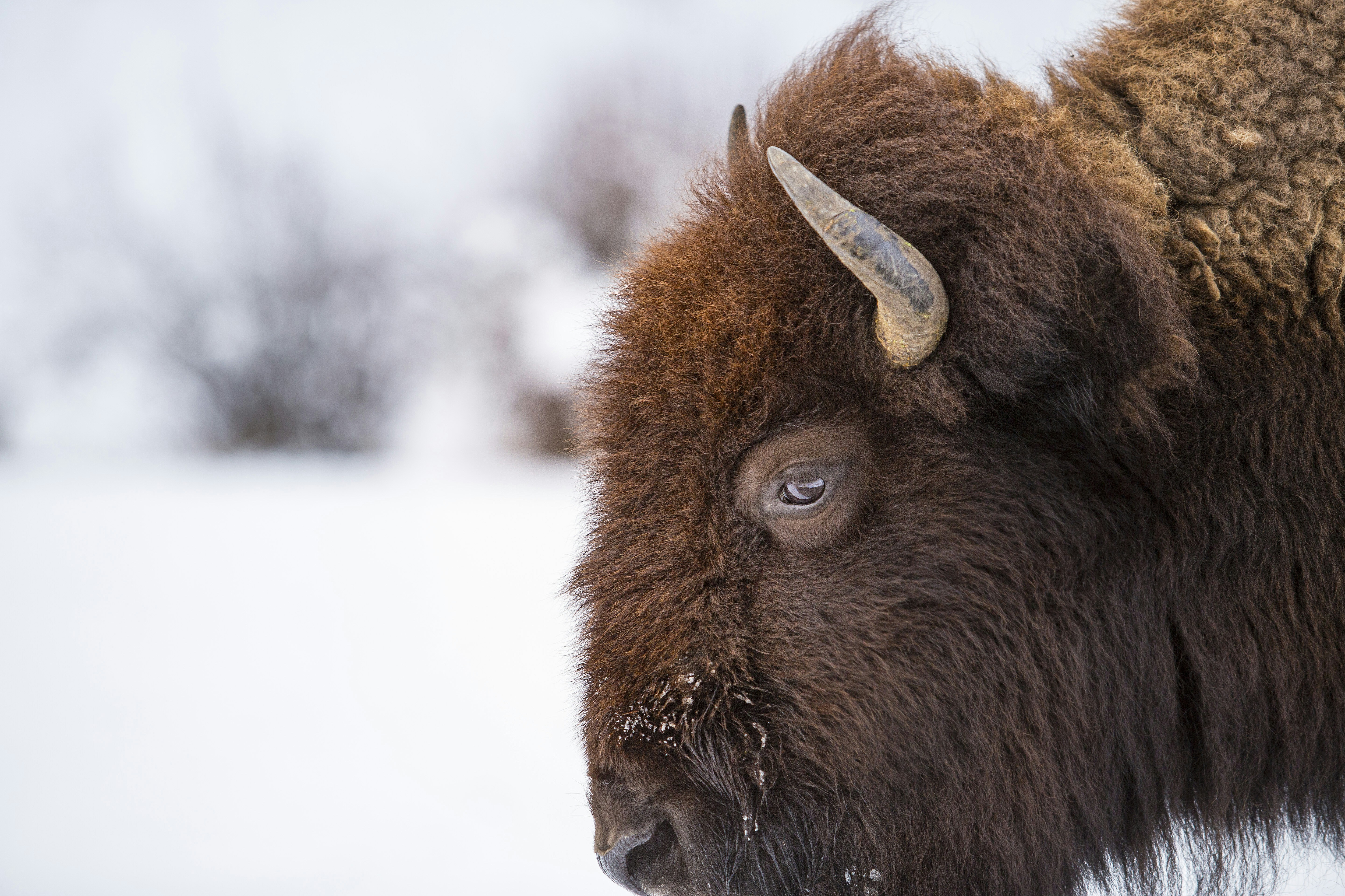 American Bison in Winter Snow