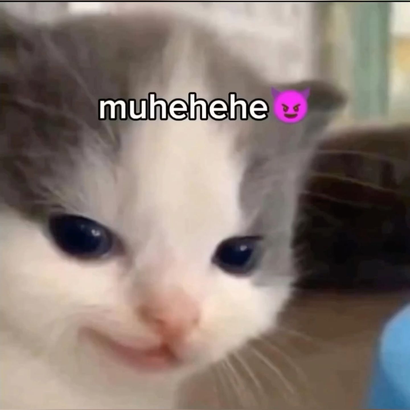 Muhehehe Mischievous Kitten Meme