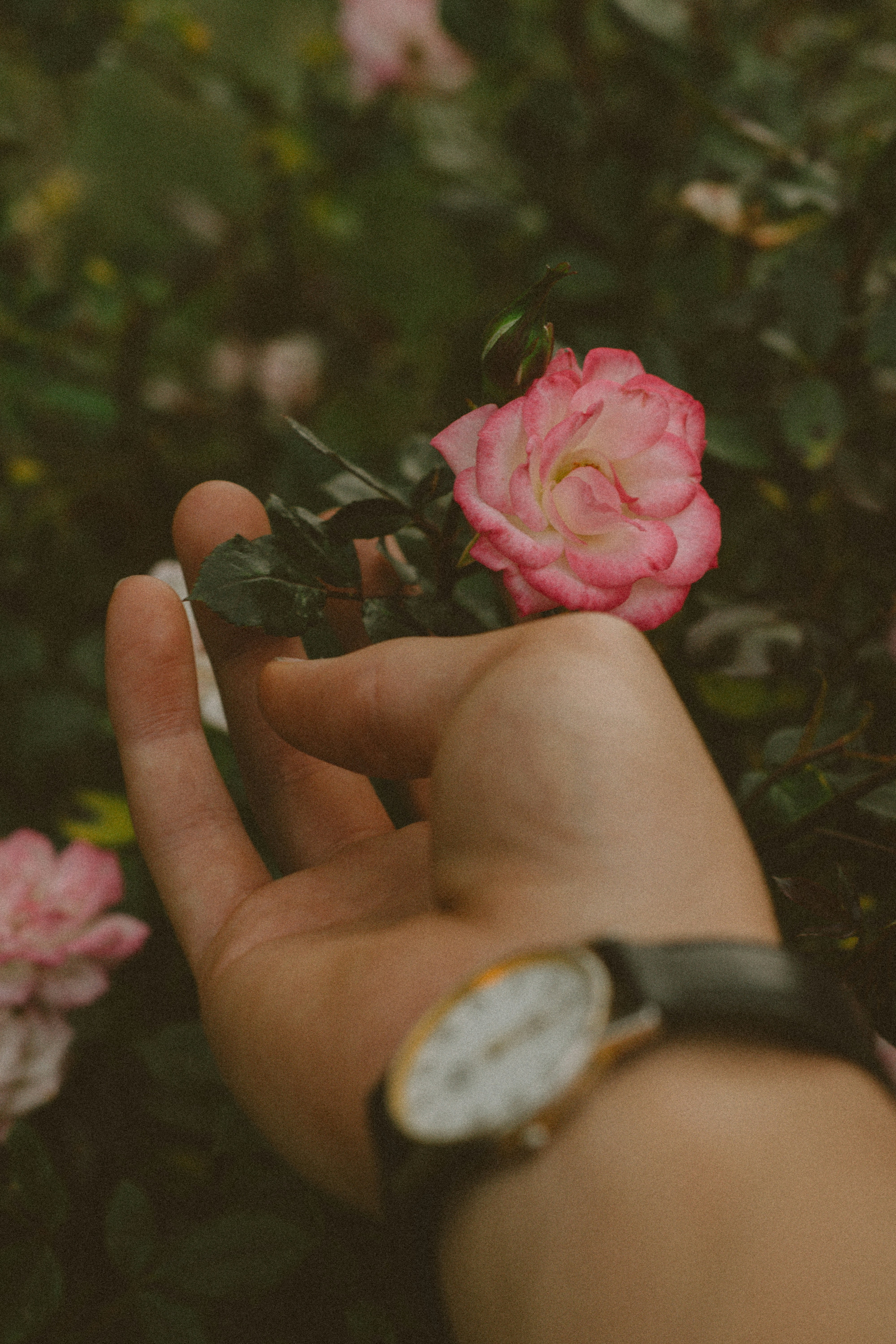 Hand Reaching for Pink Rose