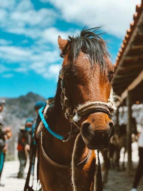 Close-Up of a Brown Horse