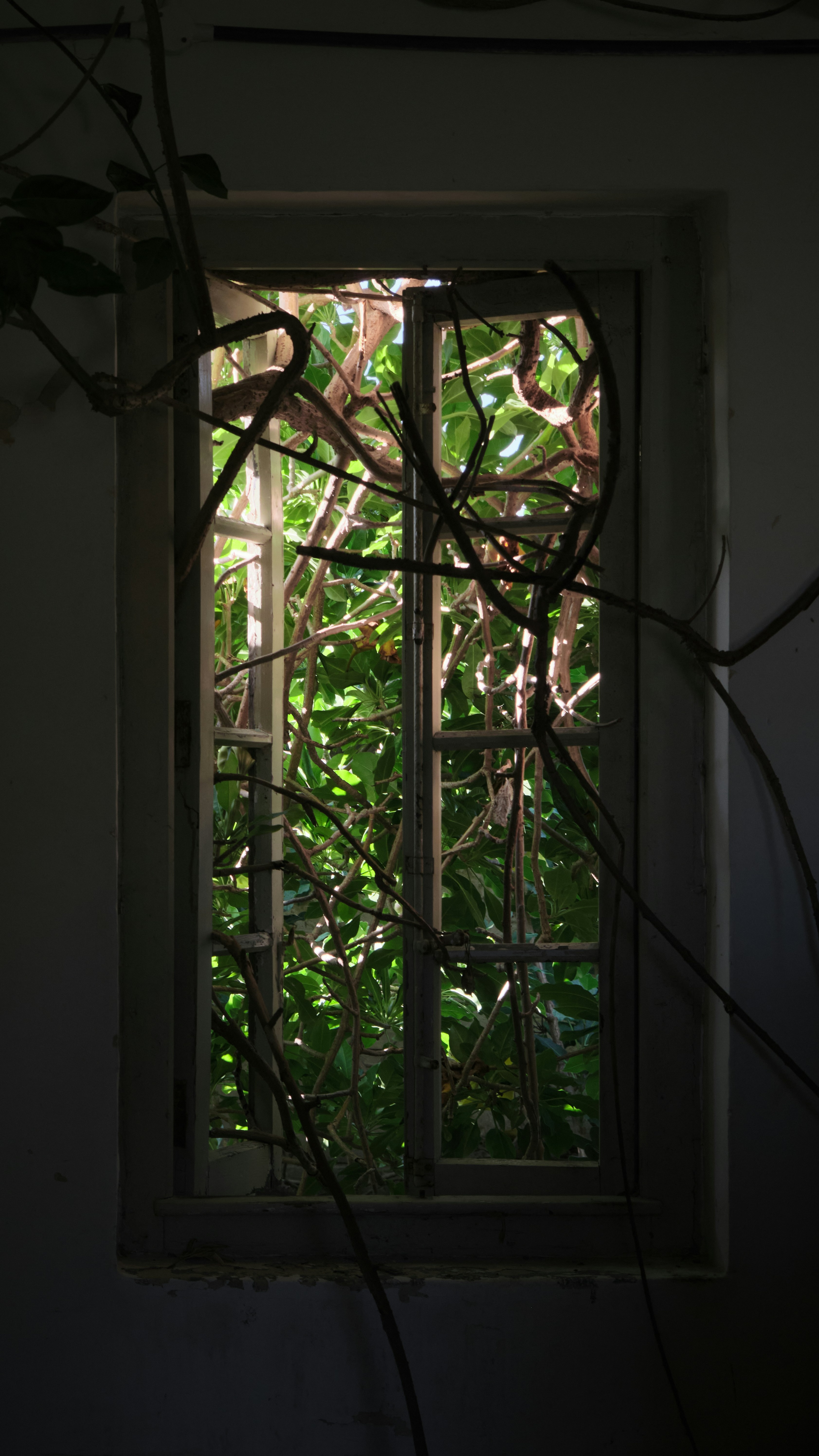 Overgrown Foliage Seen Through Window