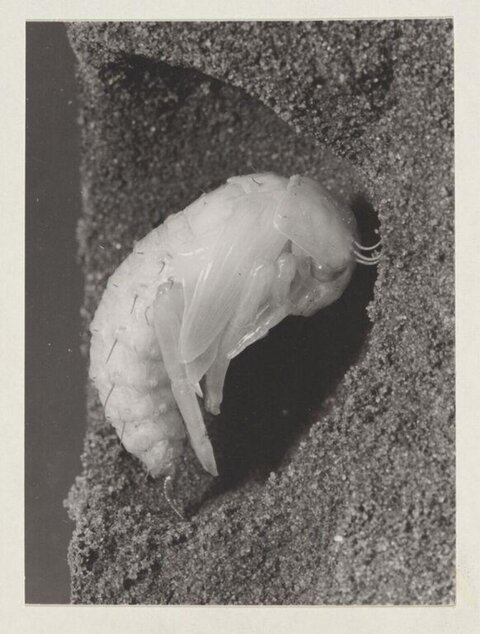 Cicada Pupa in Soil Cavity