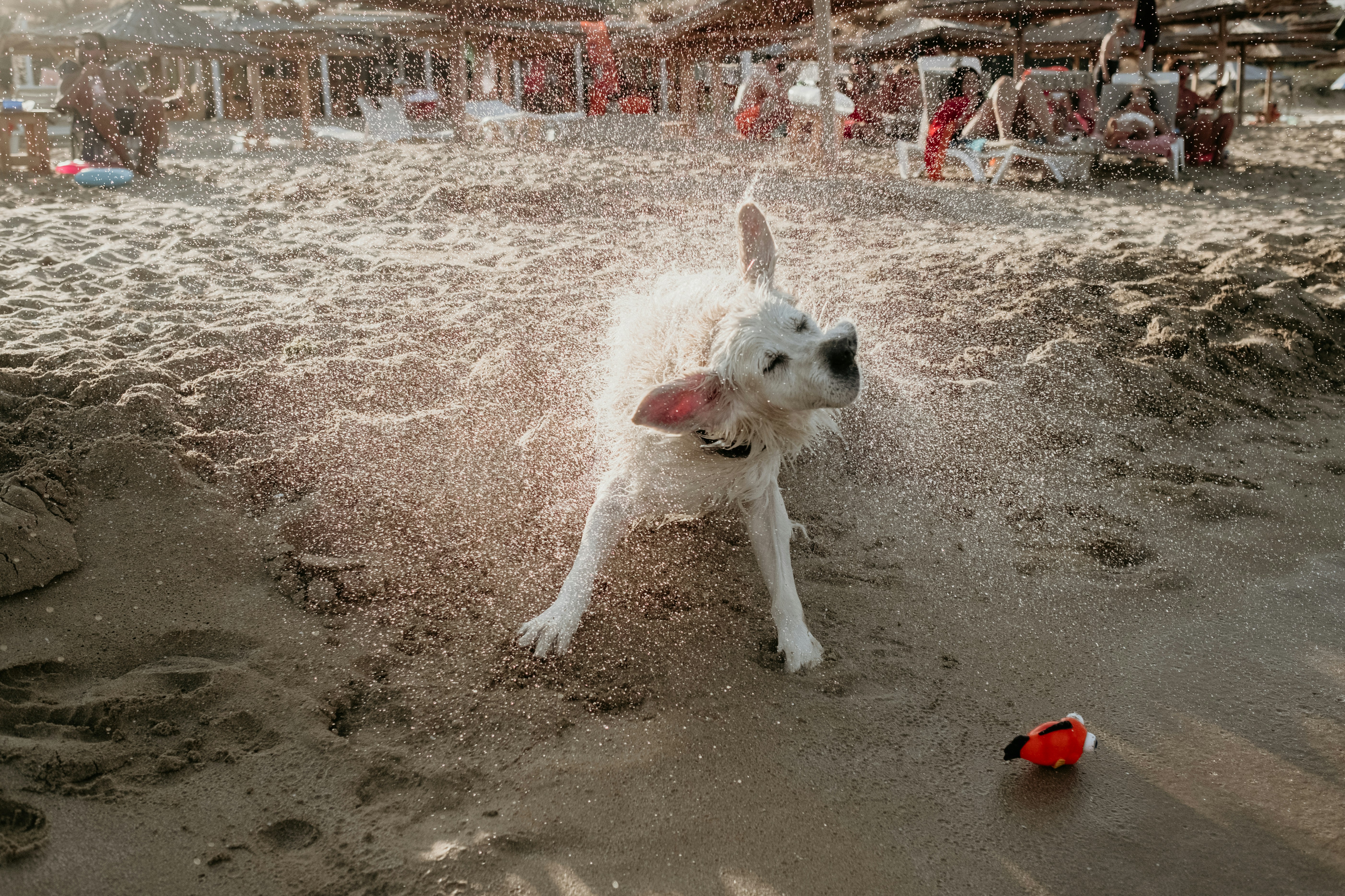 White Dog Shaking On Beach