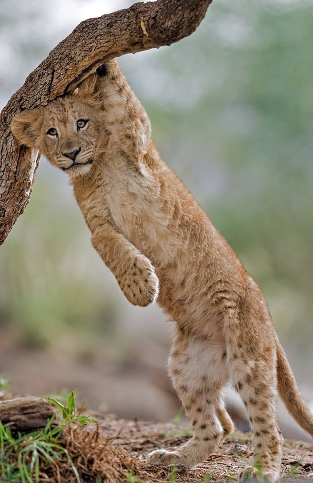 Lion Cub Hanging Under Tree Branch