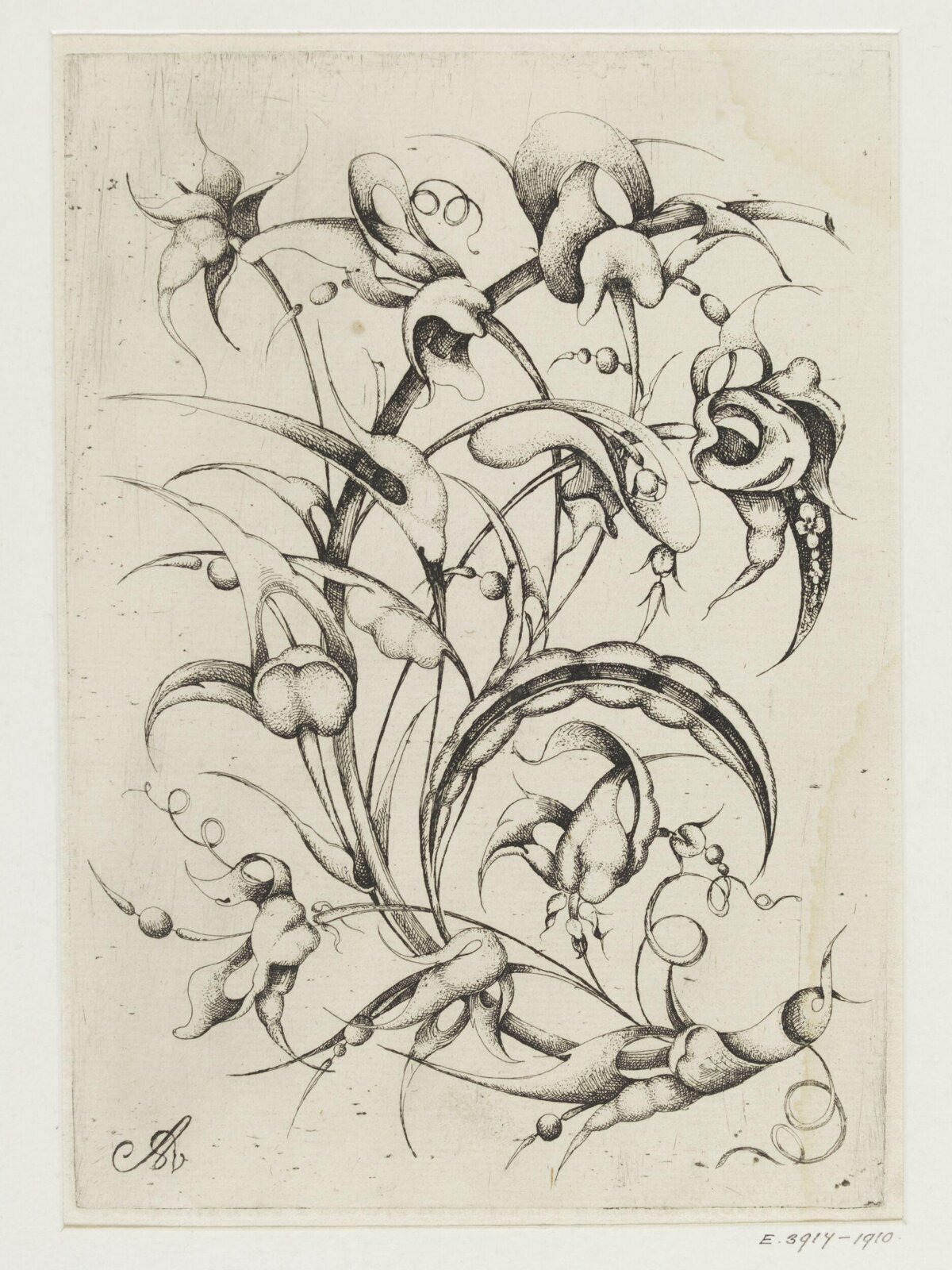 Stylized Botanical Ink Etching