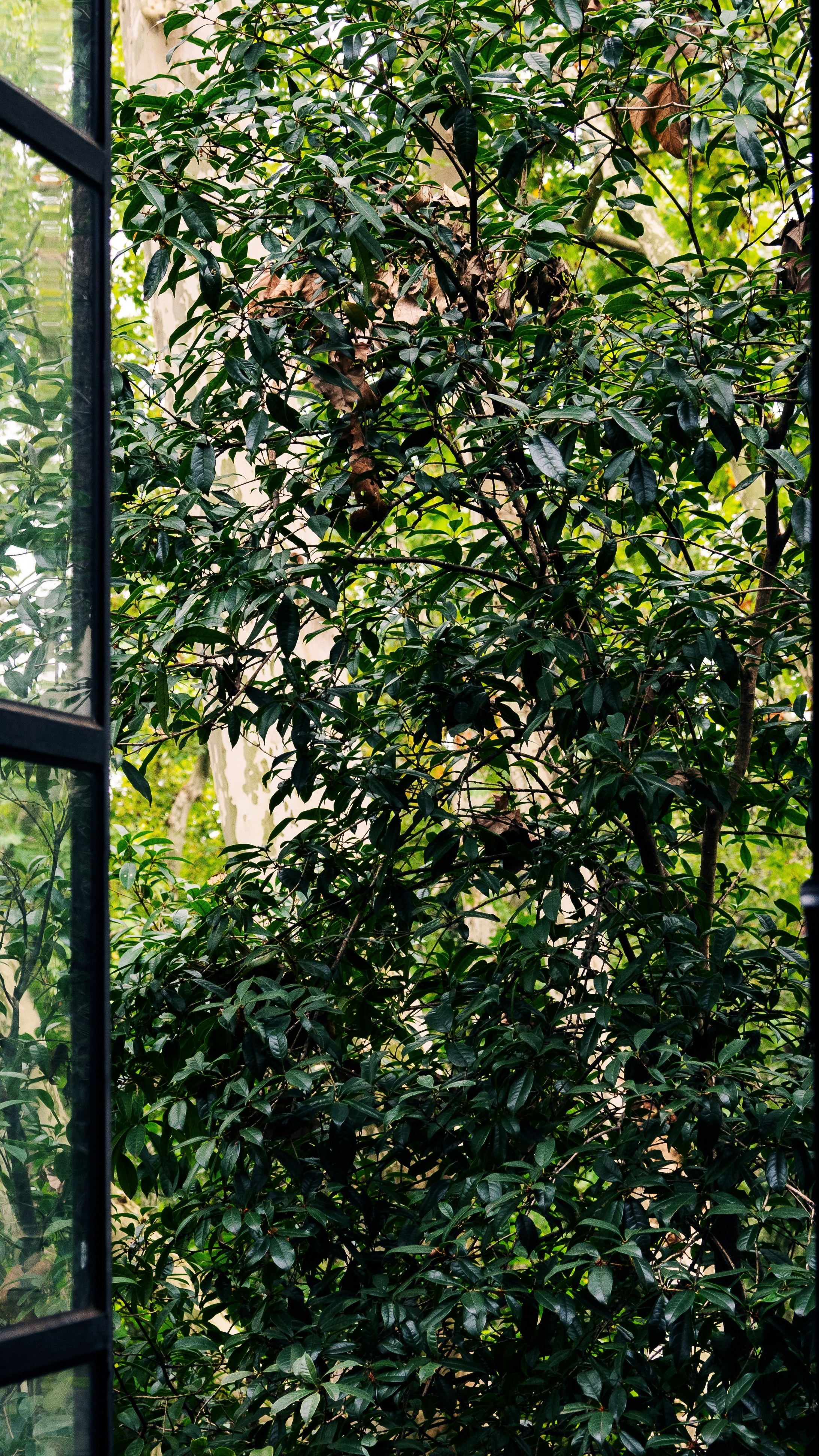Green Foliage Viewed Through Window