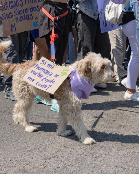 Dog Carrying Protest Sign at March