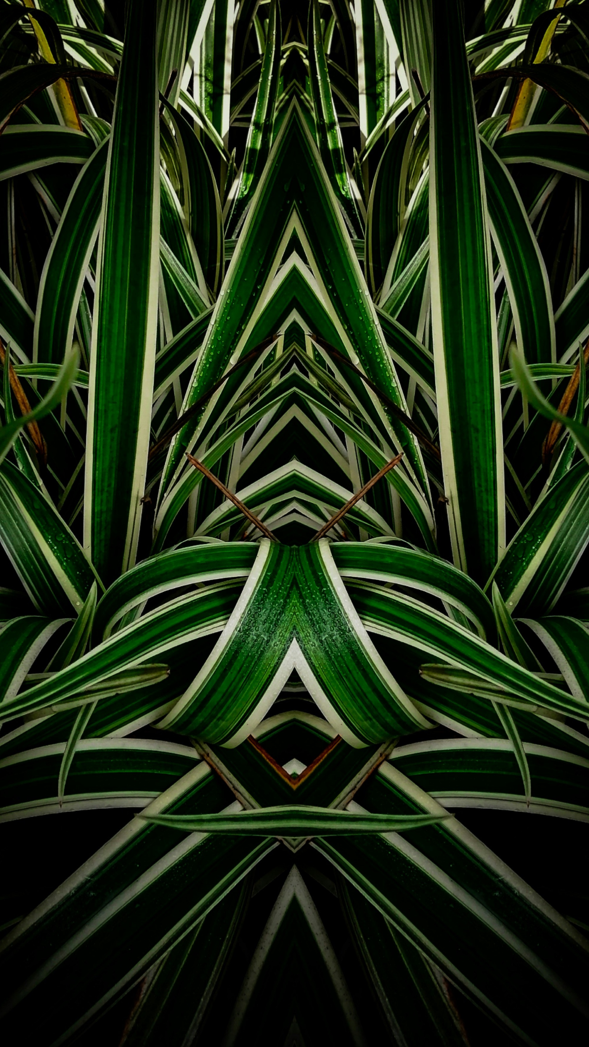 Wallpapers