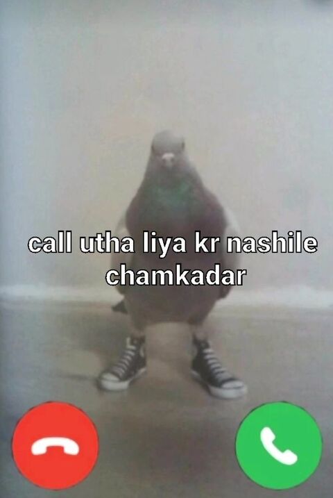 Pigeon Incoming Call Meme