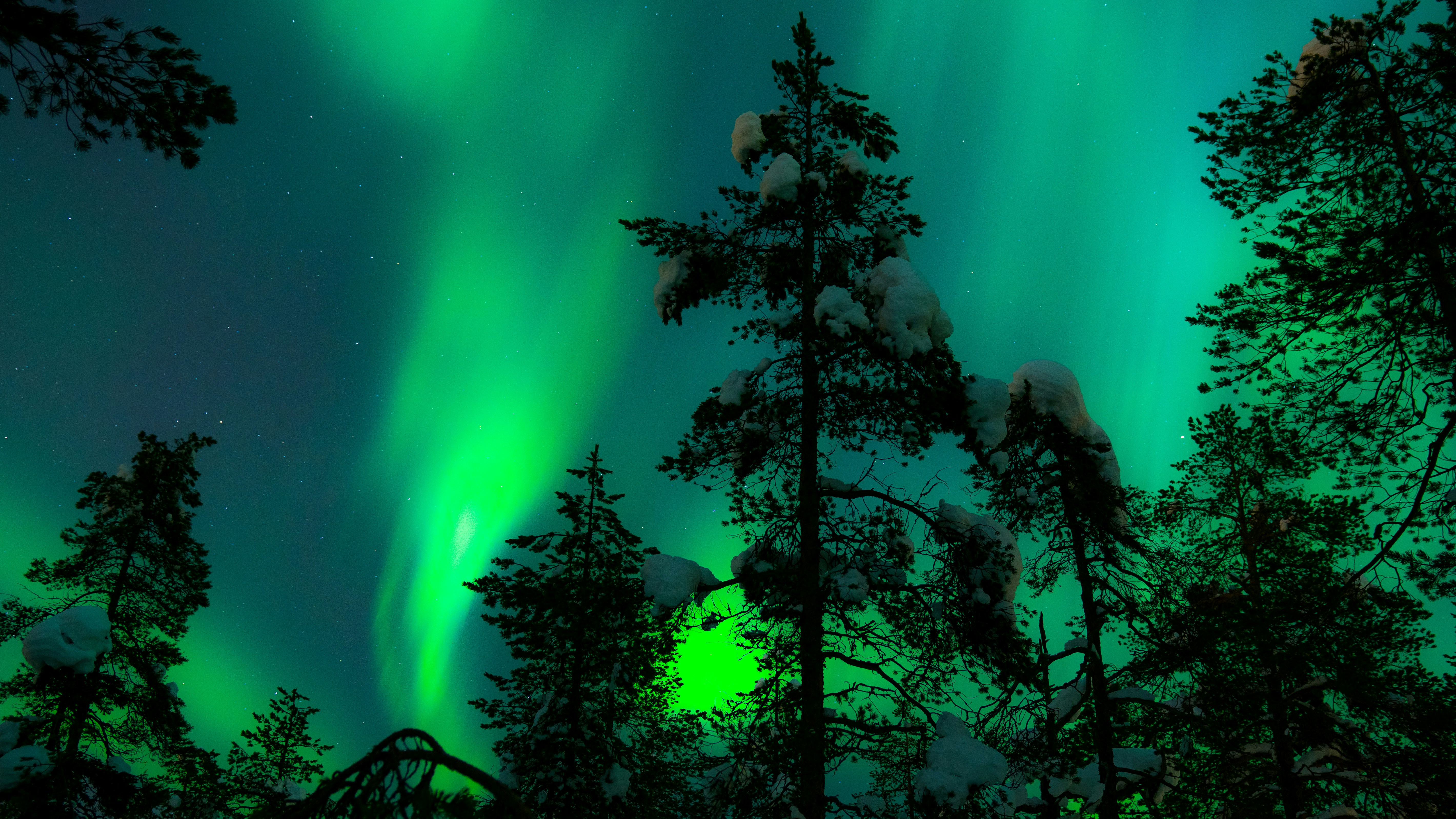 Aurora Over Snowy Pine Forest