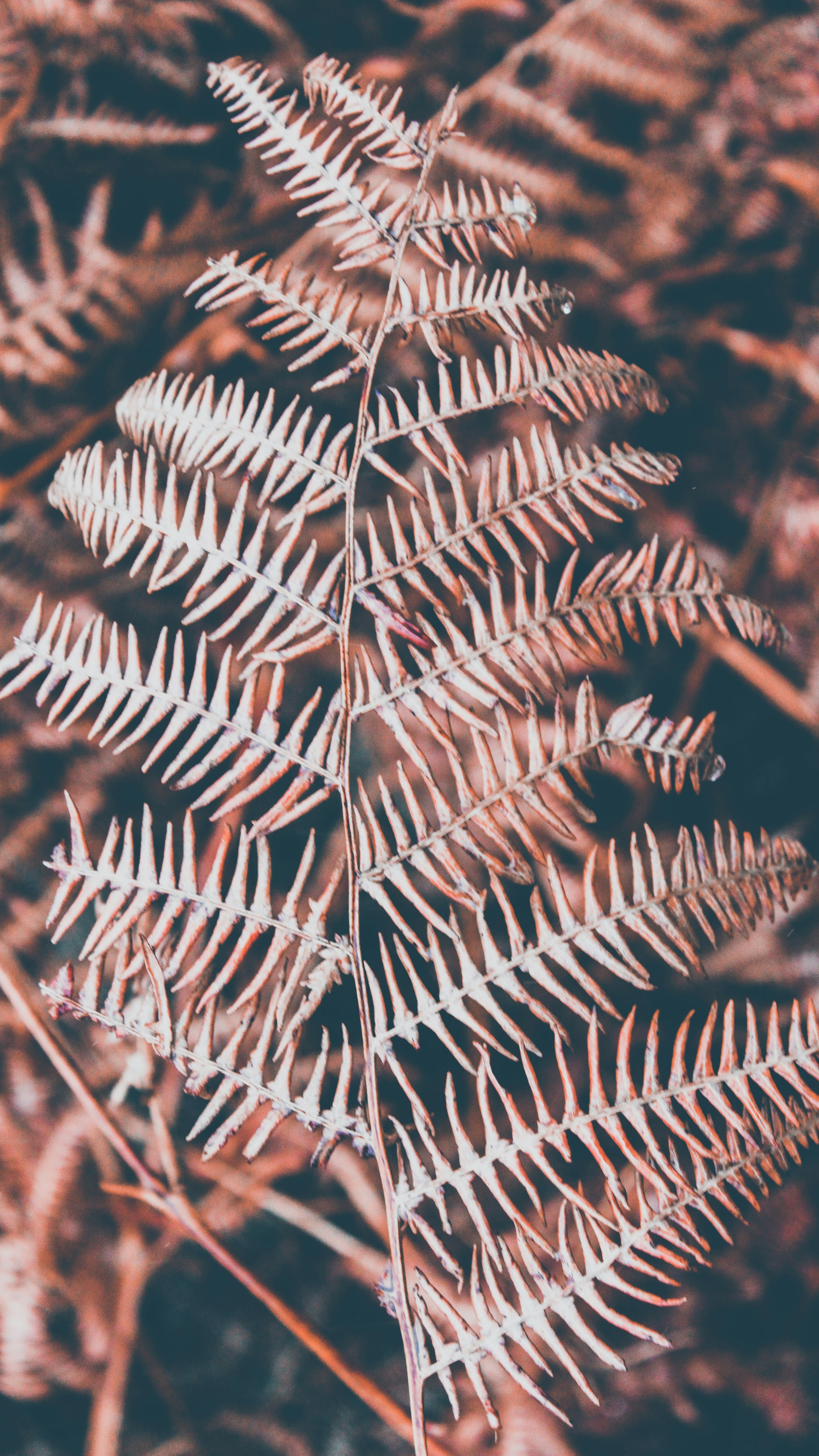 Wallpapers