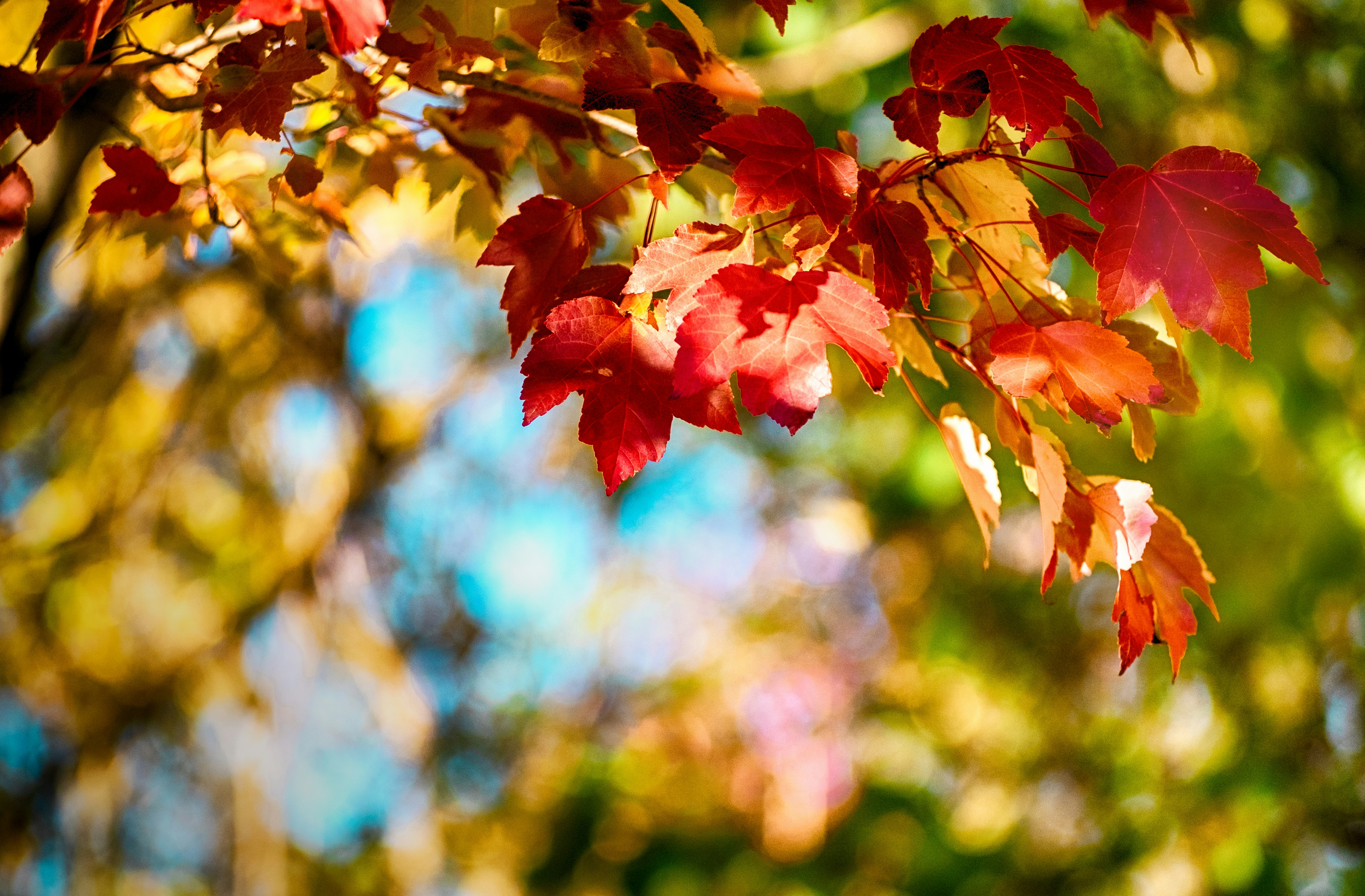 Autumn Red Maple Leaves
