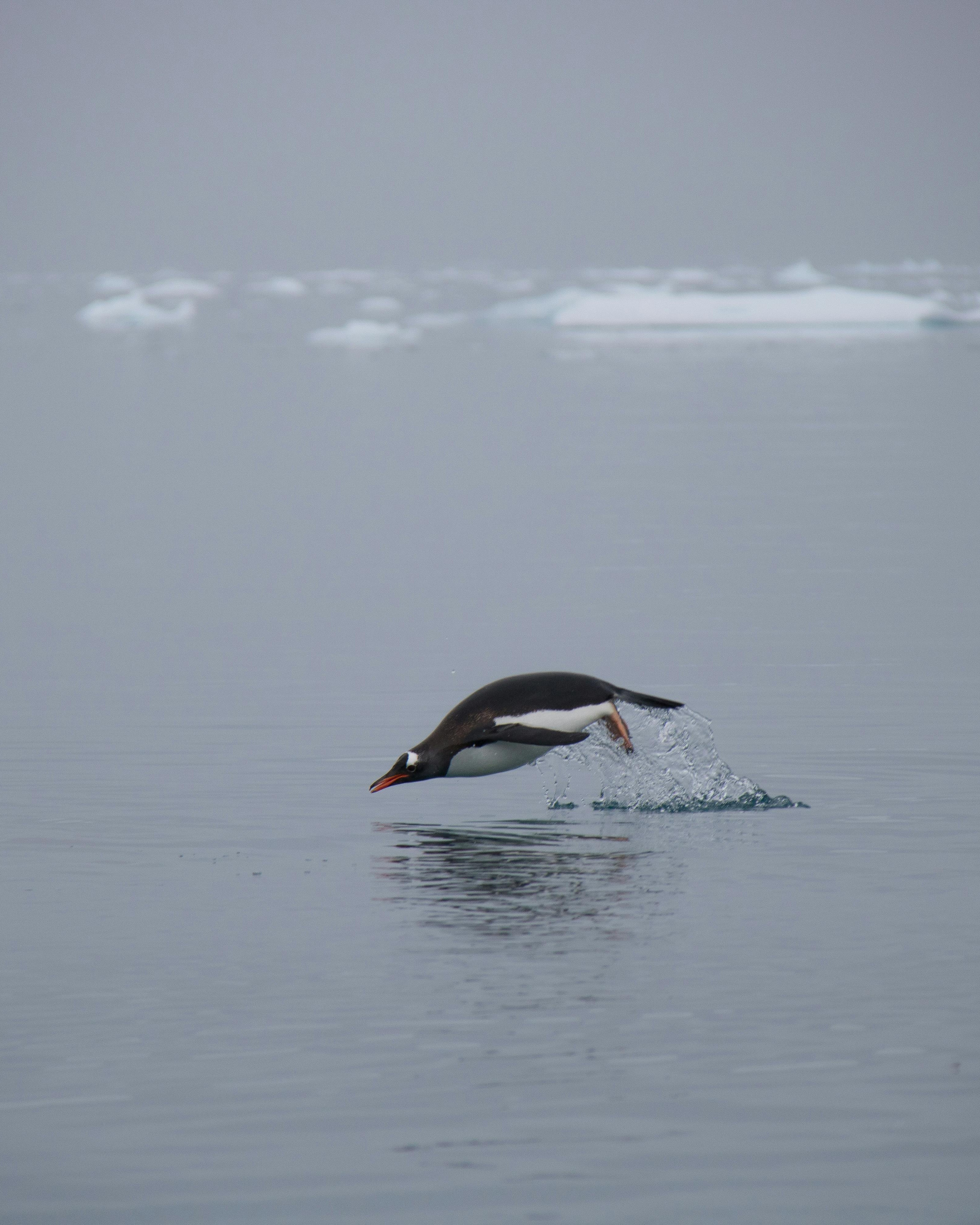 Gentoo Penguin Diving Into Polar Sea