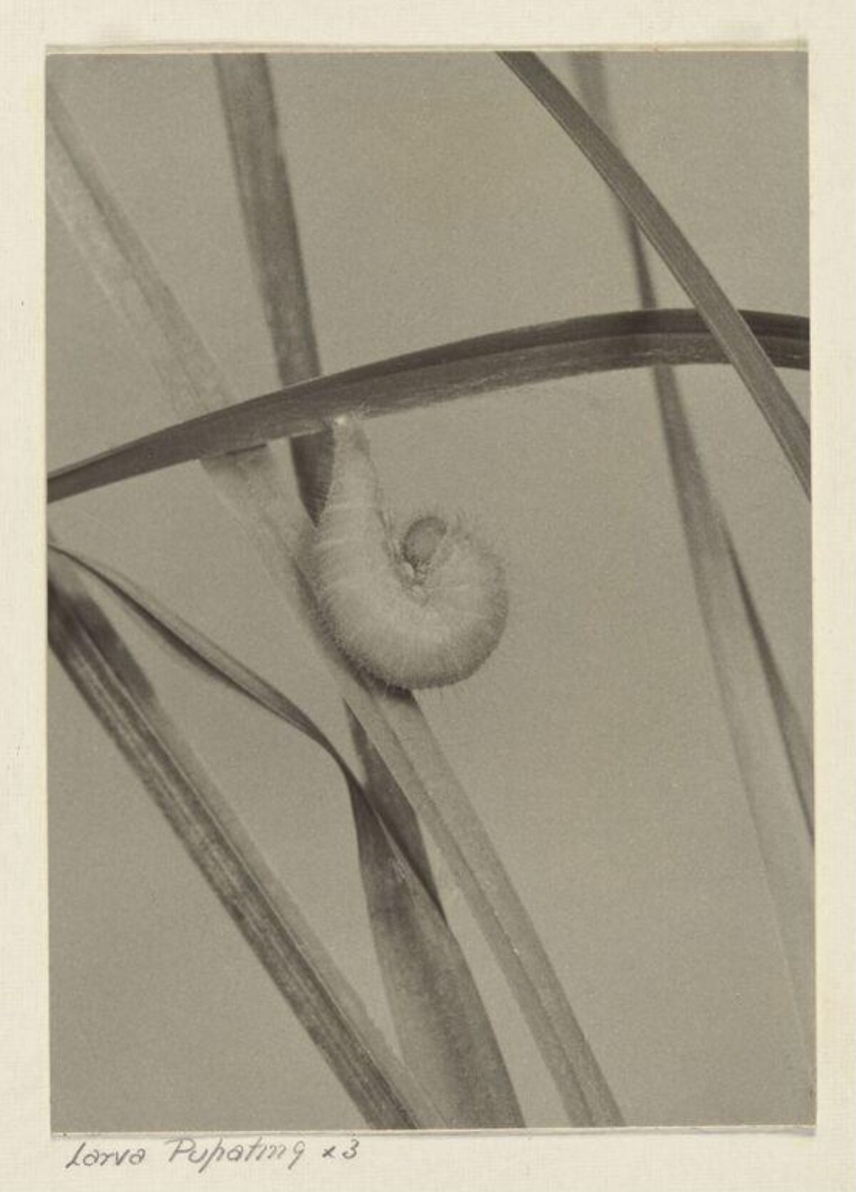 Pupating Larva on Grass Blades