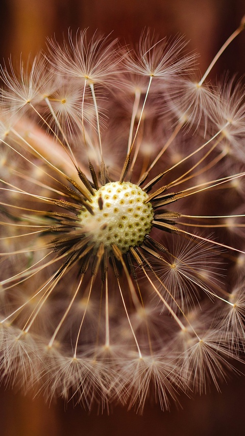 Close Up of Dandelion Seed Head