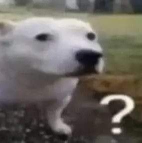 Confused Polar Bear Meme