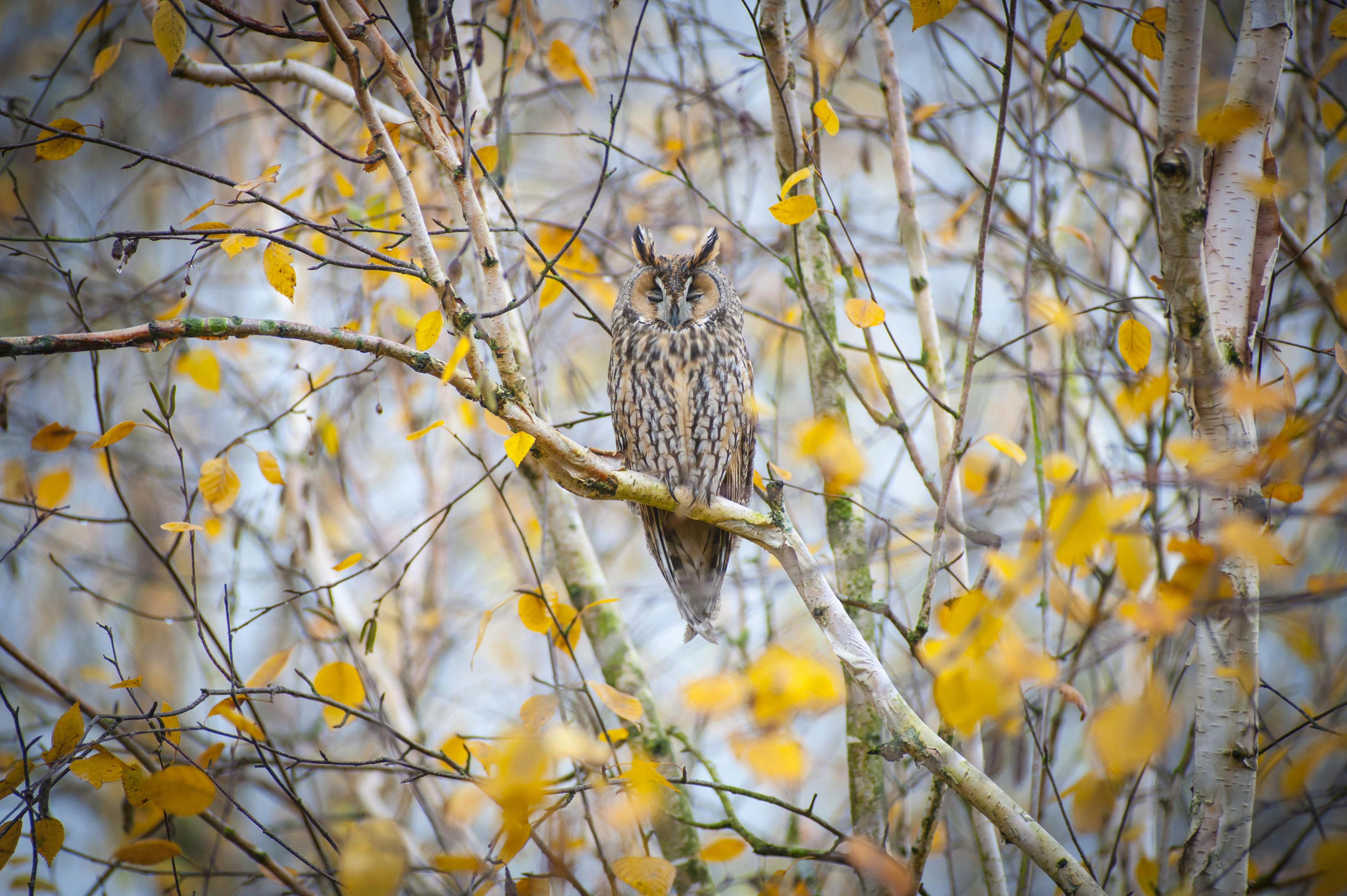 Long-eared Owl Perched on Autumn Birch