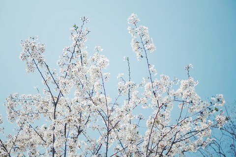 White Cherry Blossoms Under Blue Sky