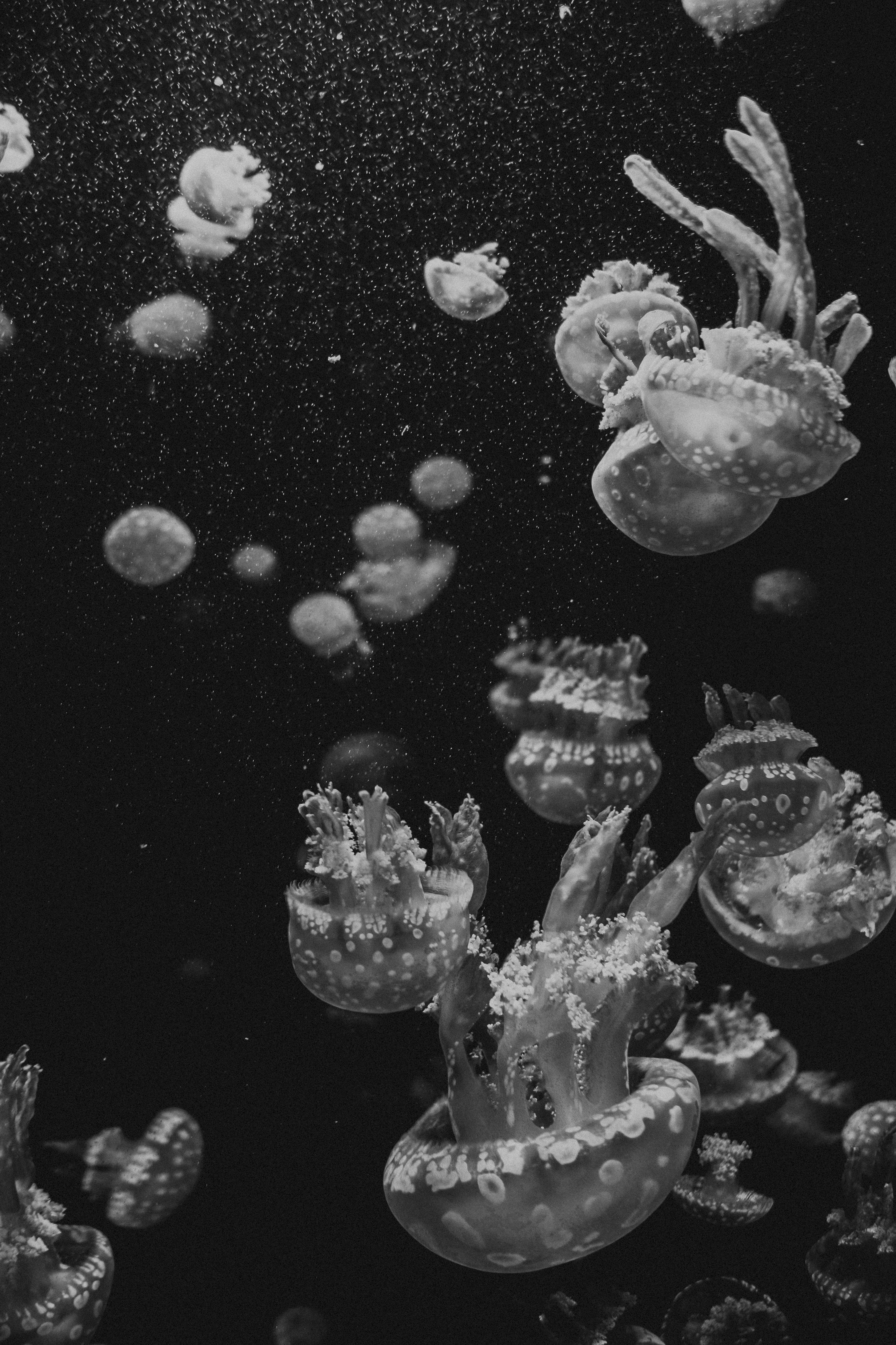Black and White Spotted Jellyfish