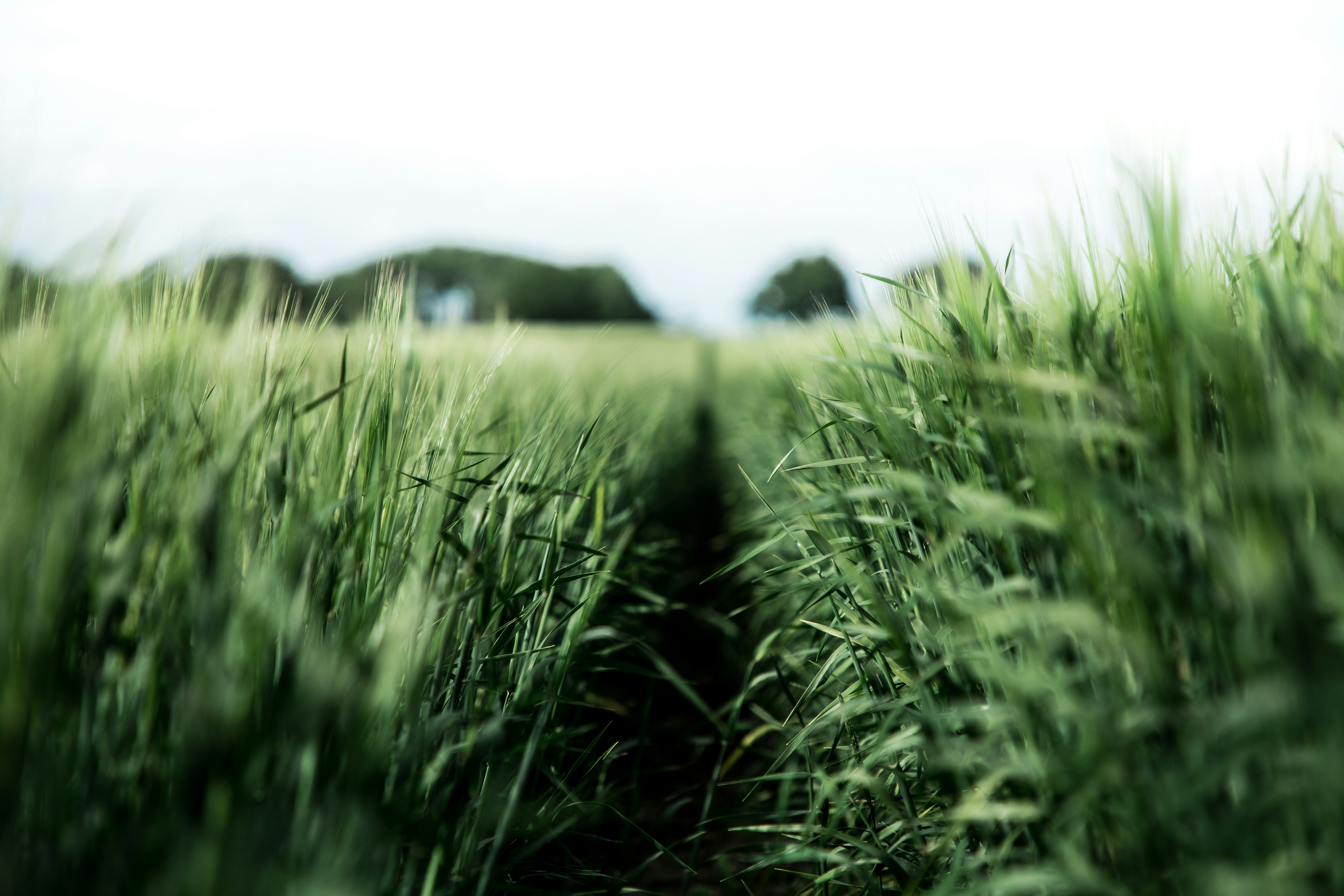 Path Through Green Wheat Field