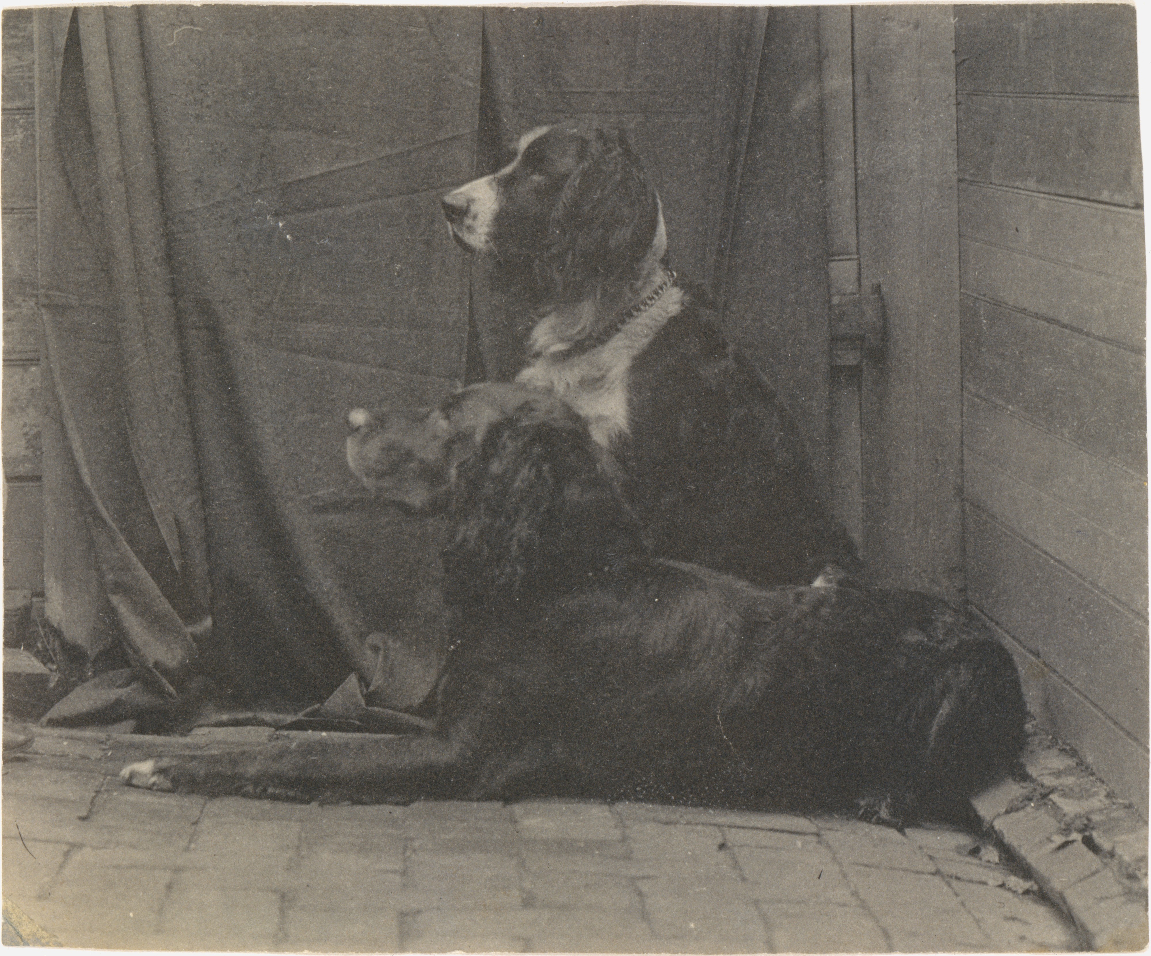 Two Spaniels Waiting Side by Side