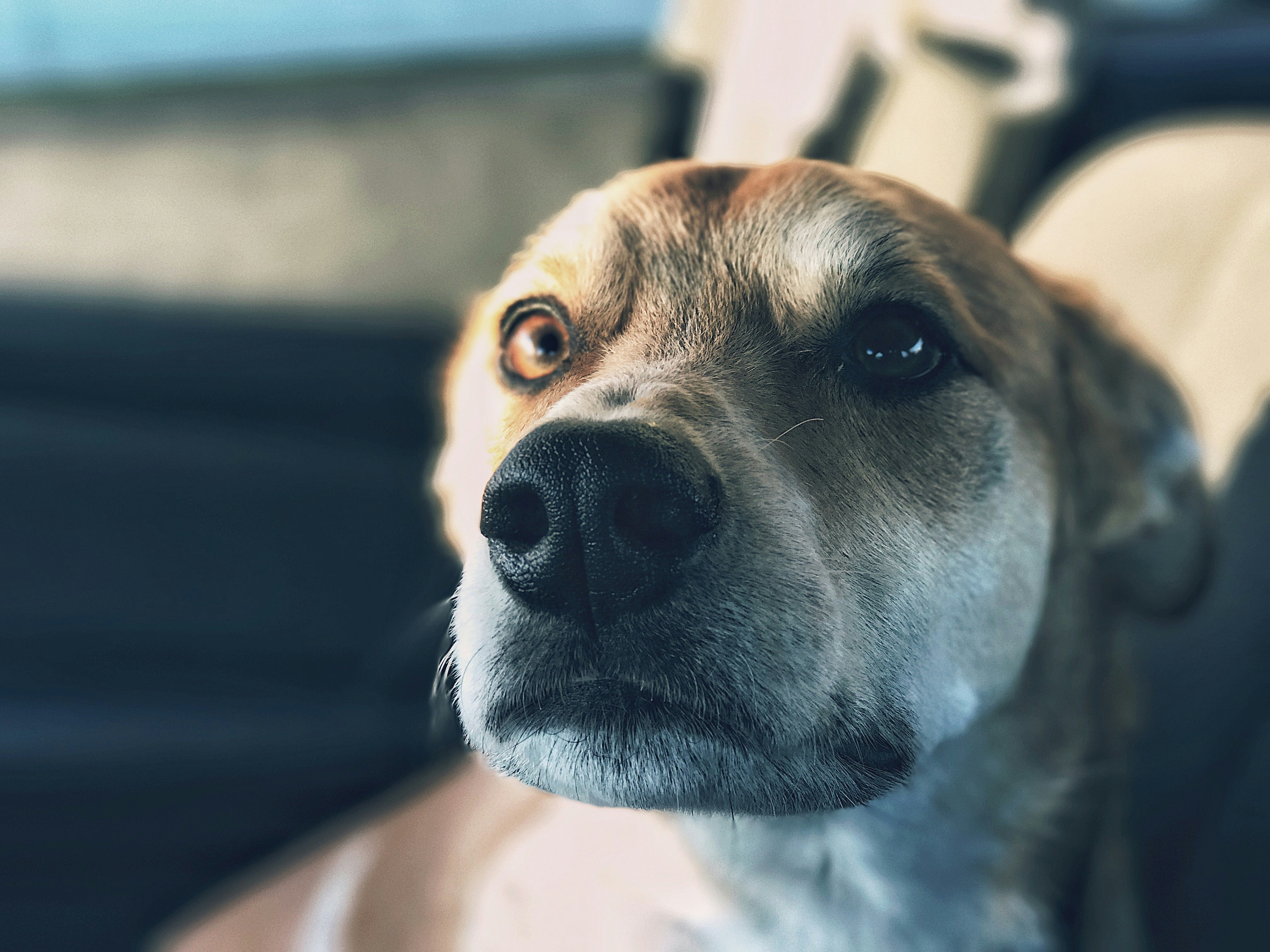 Dog Sitting Inside Car