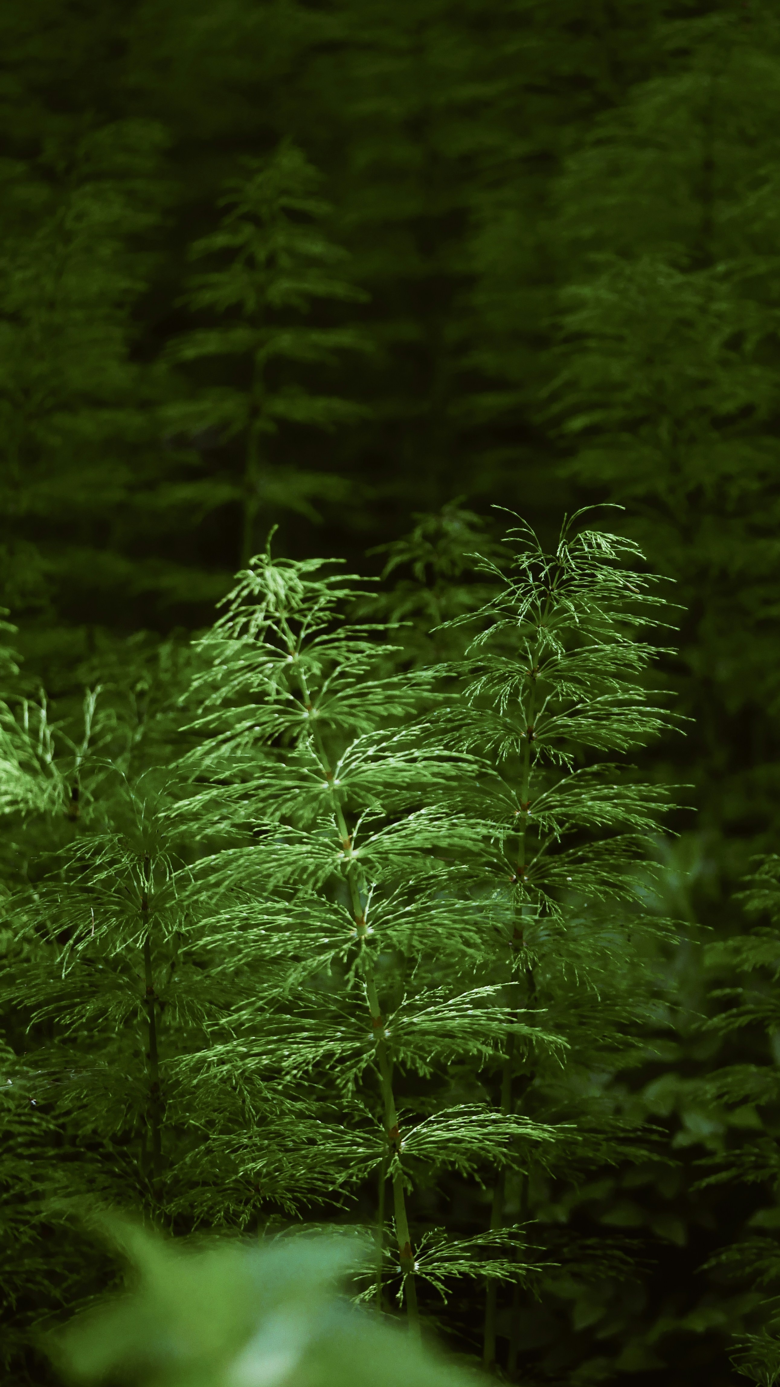 Horsetail Plants in Shady Forest