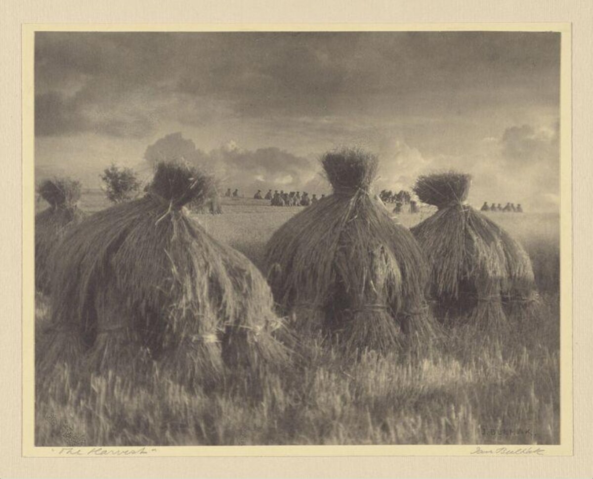 Harvest Field with Haystacks