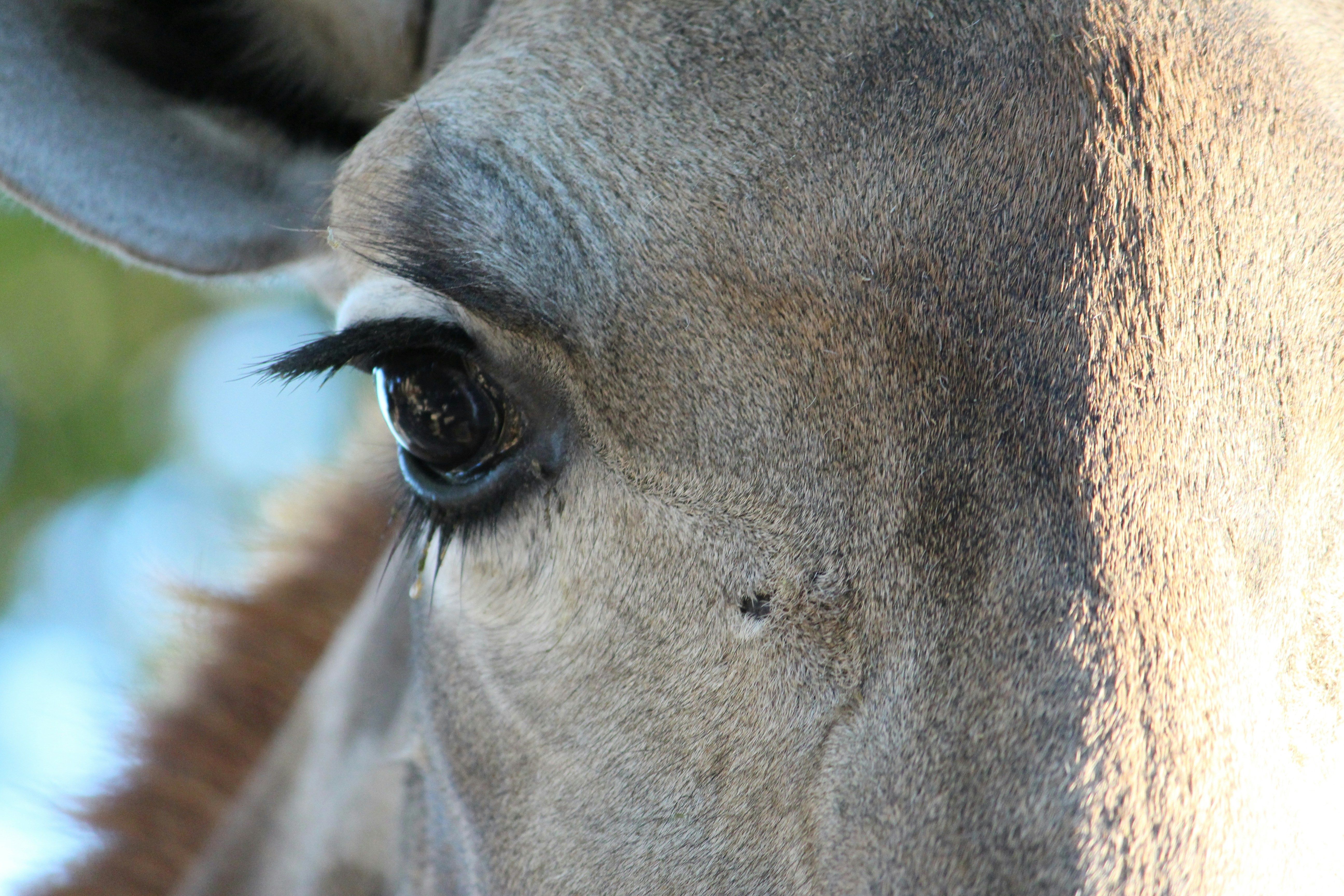 Close-up of Giraffe's Eye