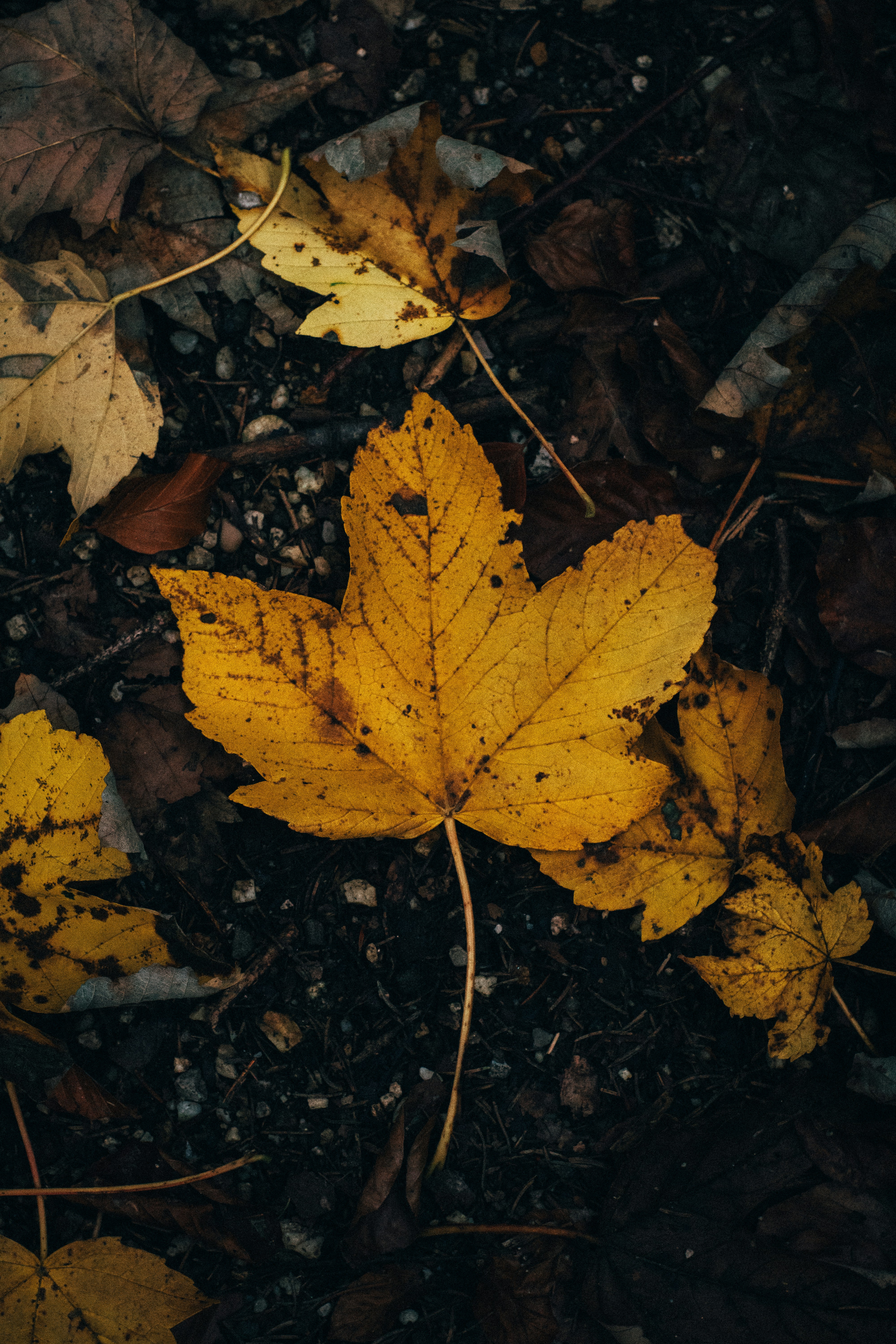Fallen Yellow Maple Leaves