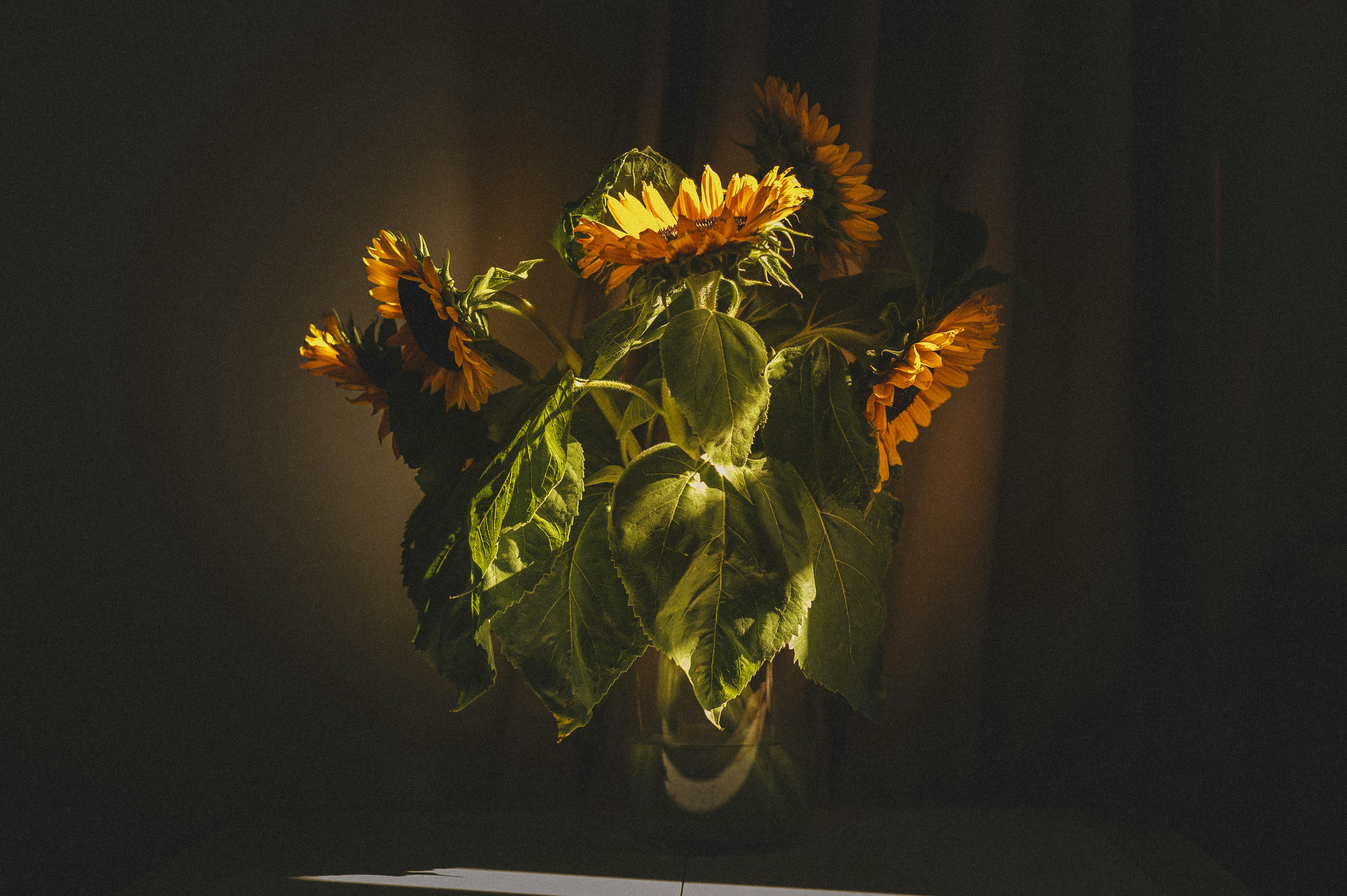 Sunflowers in Glass Vase