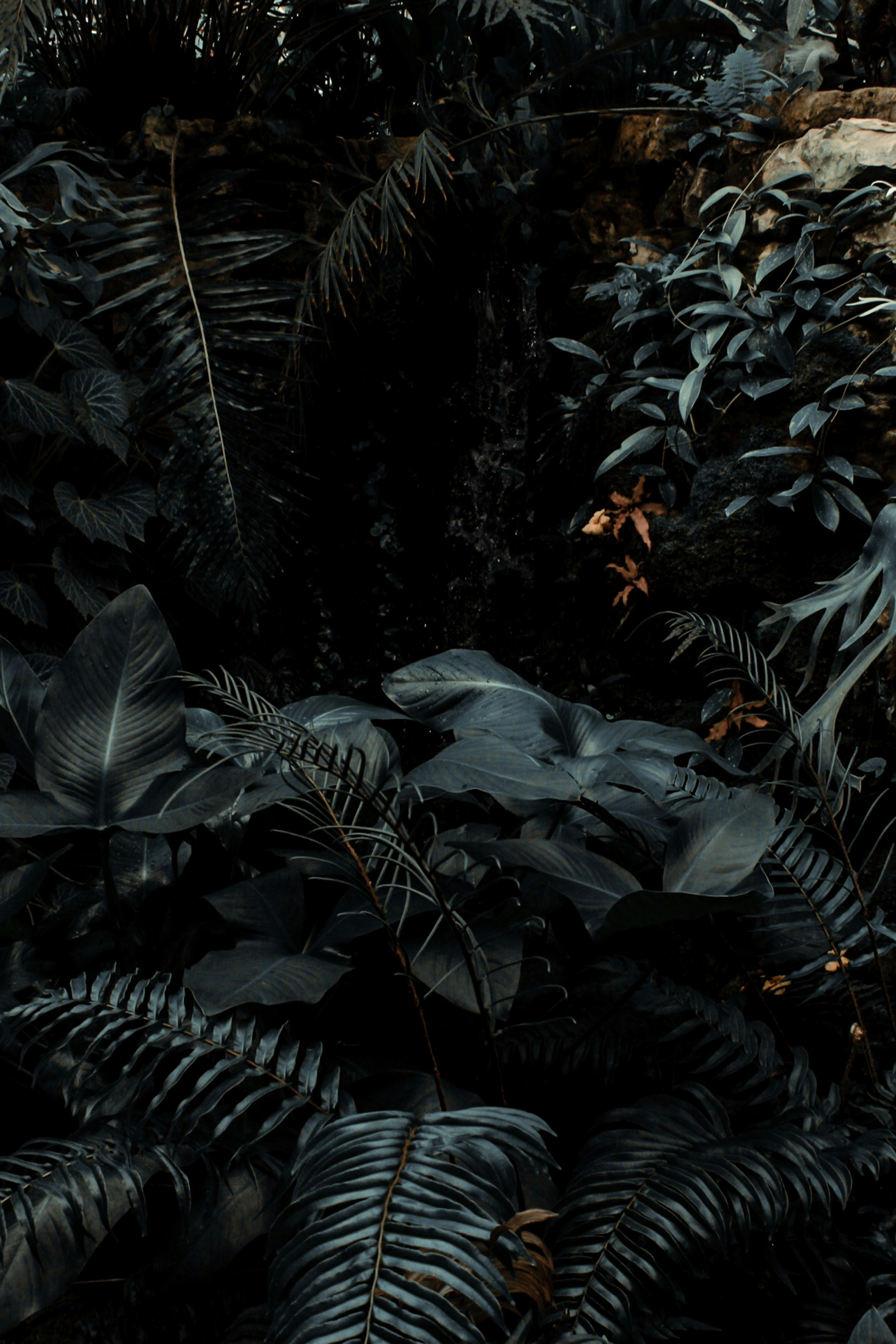 Dark Dense Tropical Foliage