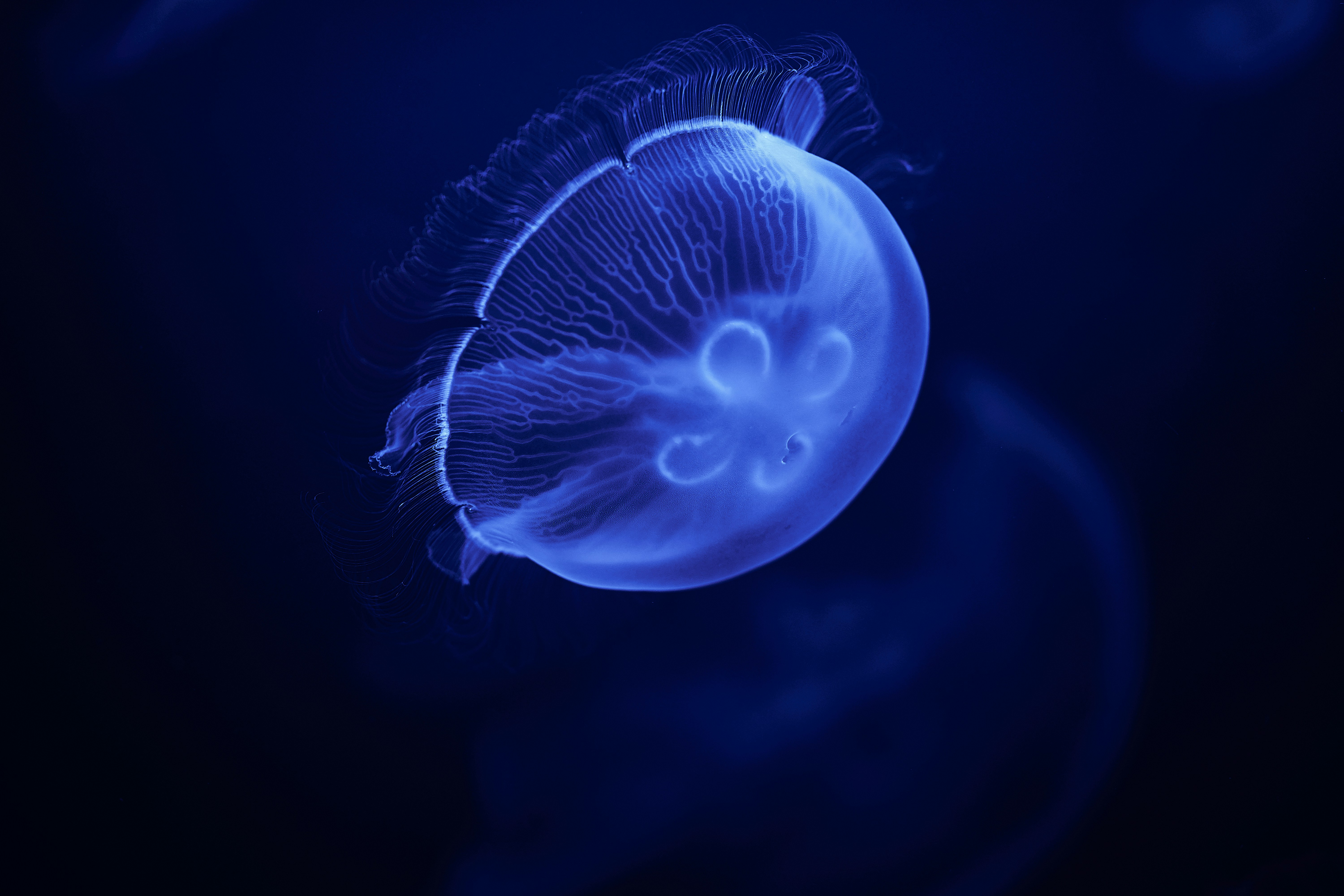 Glowing Blue Moon Jellyfish