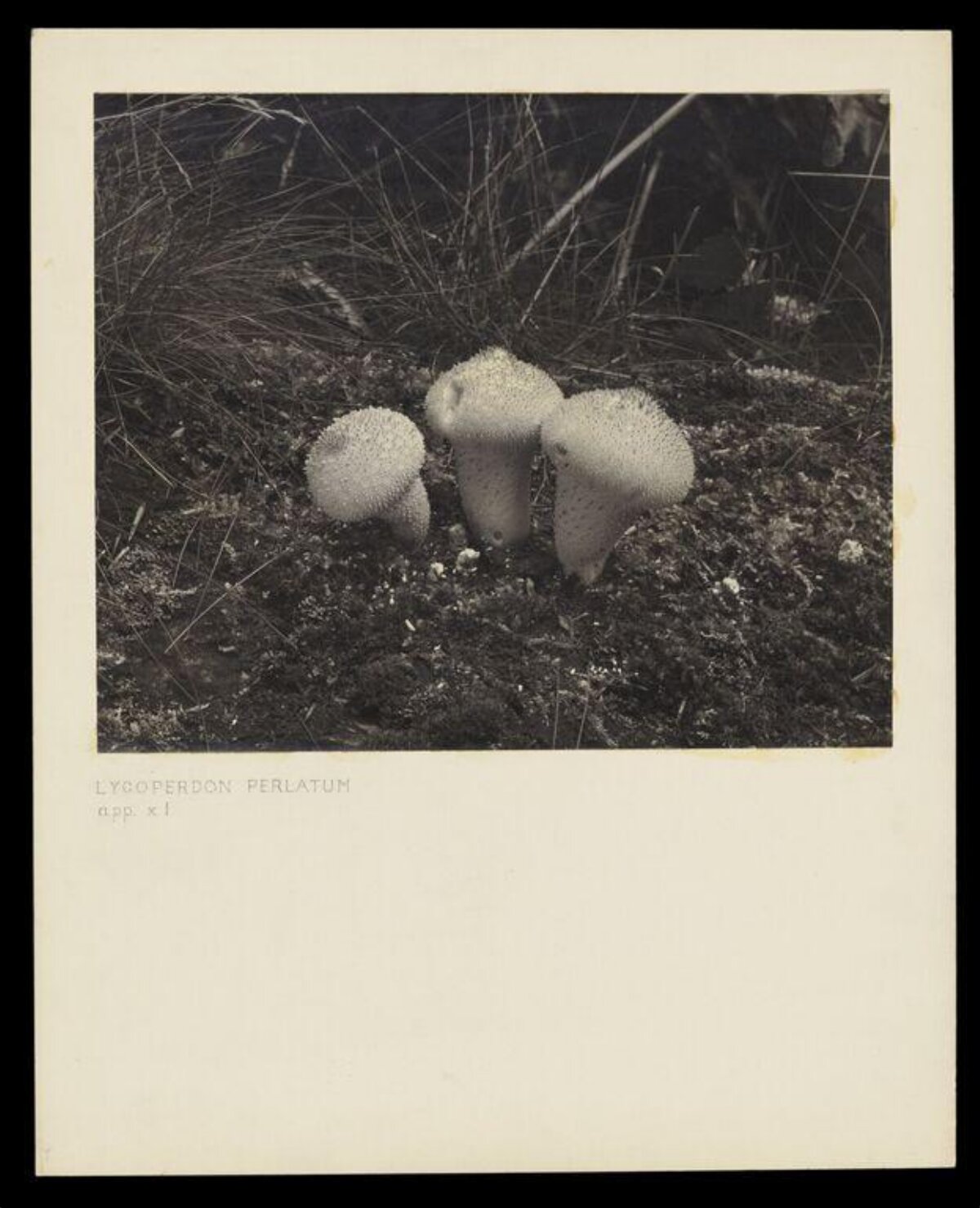 Vintage Photo of Puffball Fungi