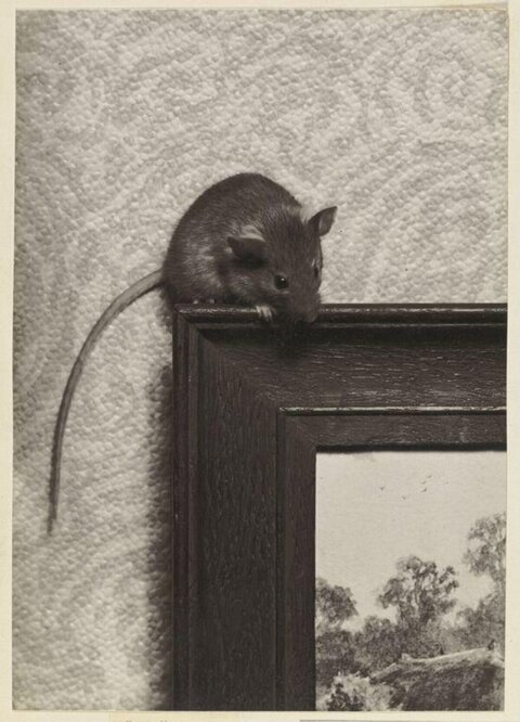 Little Mouse on Picture Frame