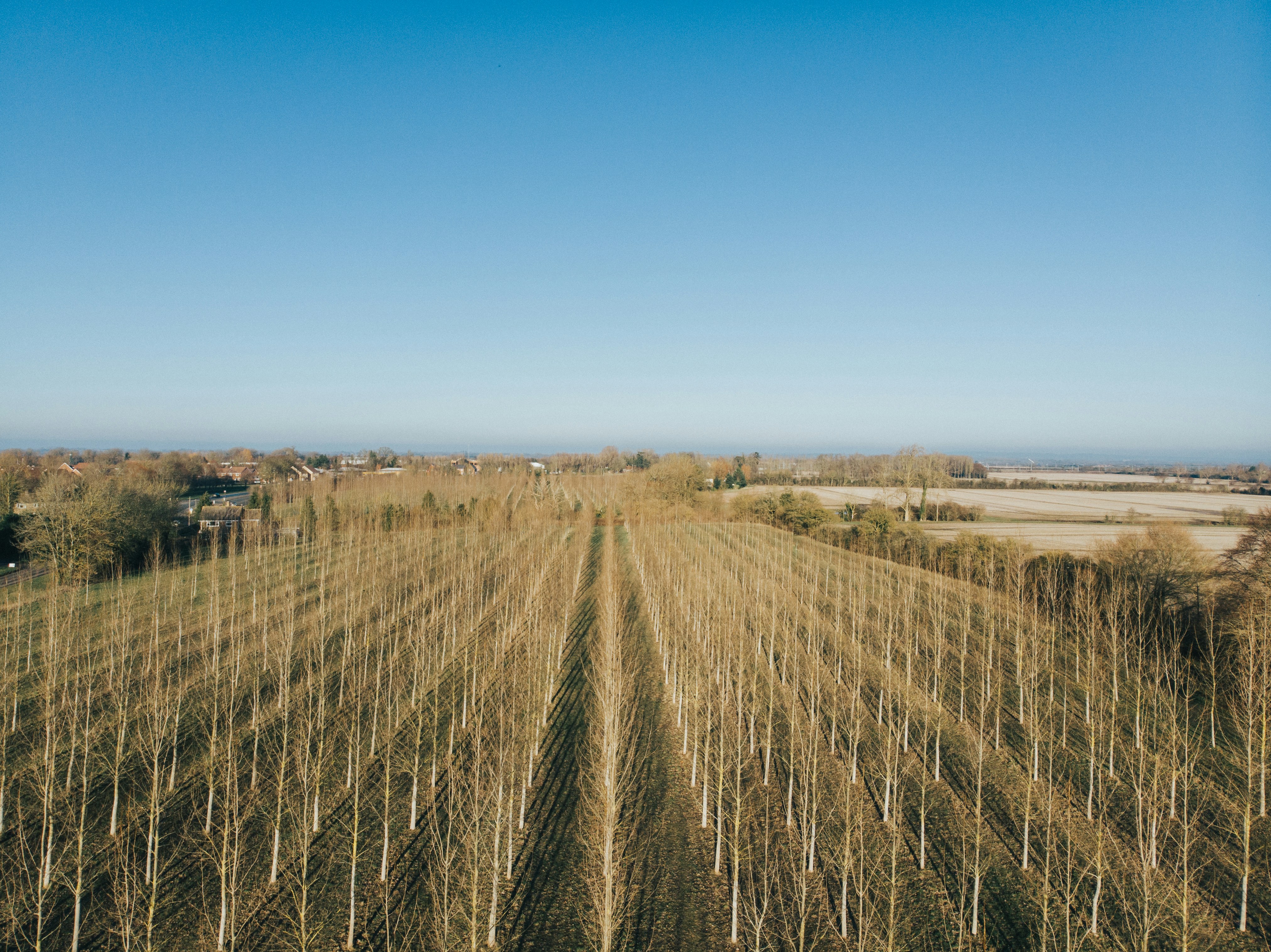 Aerial View of Orderly Tree Plantation