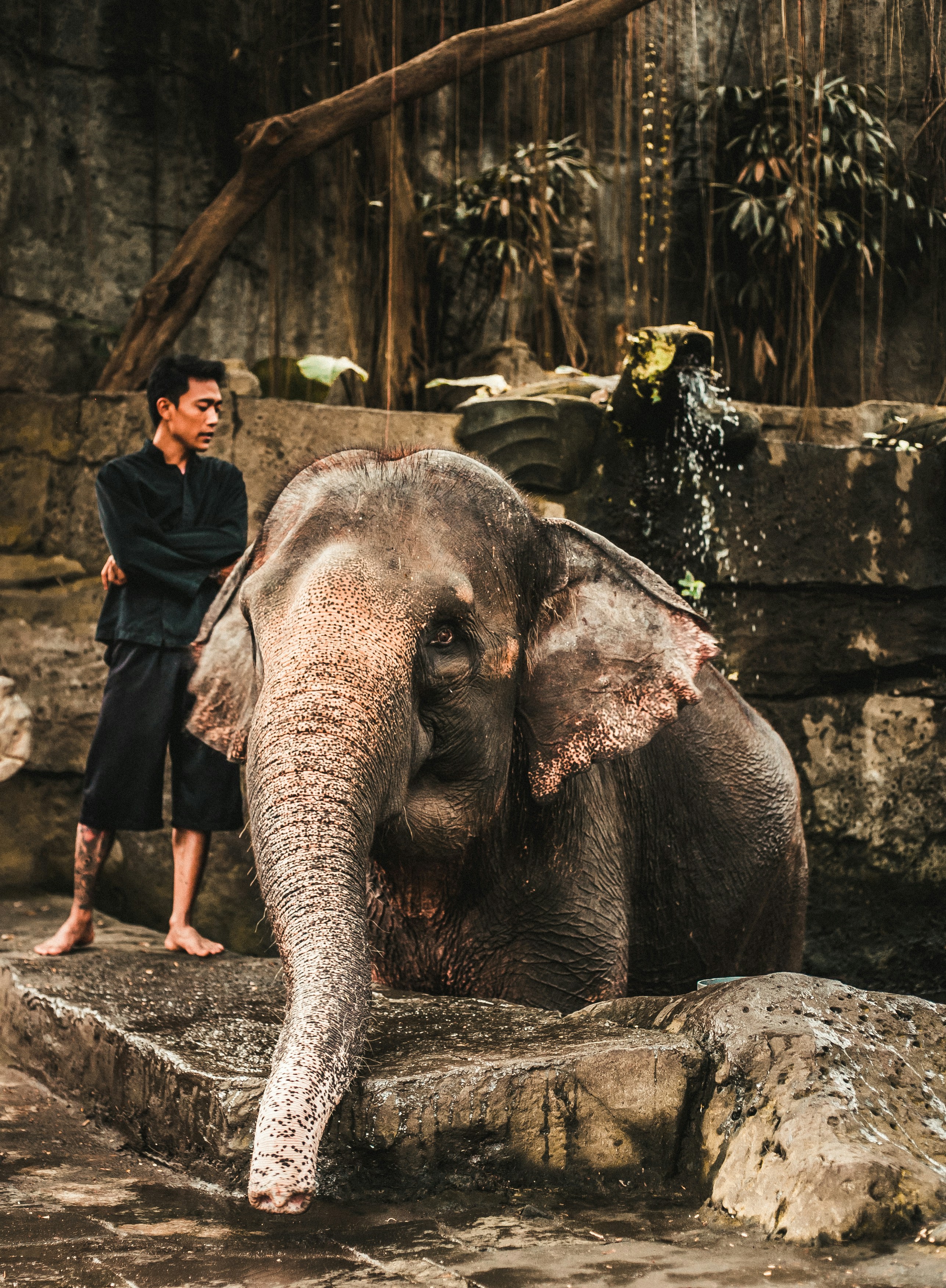 Elephant and Keeper in Zoo Enclosure