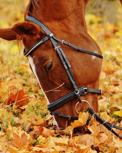 Chestnut Horse Grazing in Autumn Leaves