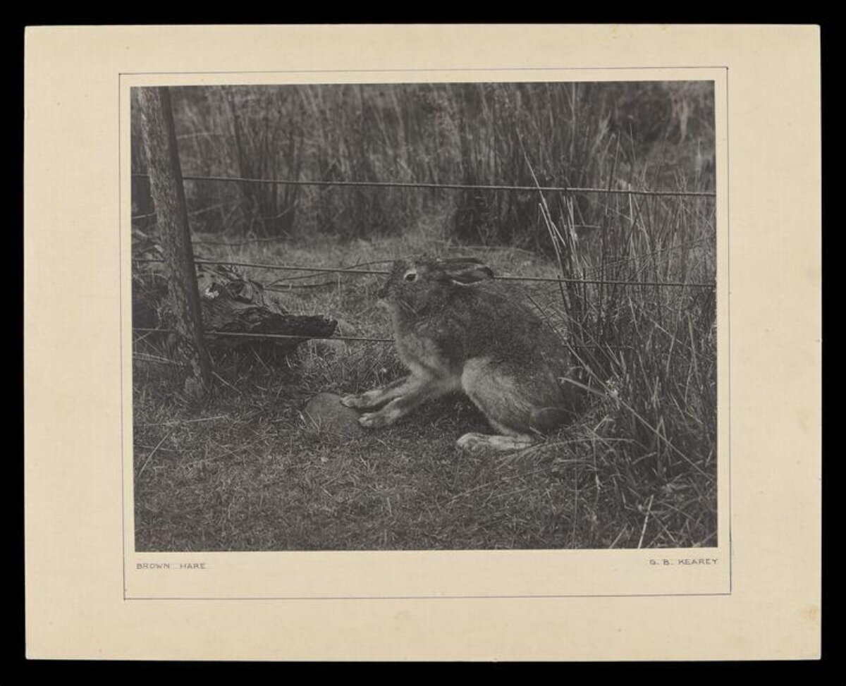 Vintage Photograph of Brown Hare