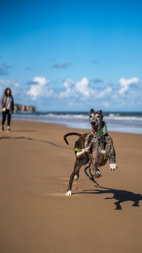 Greyhound Running on Sandy Beach