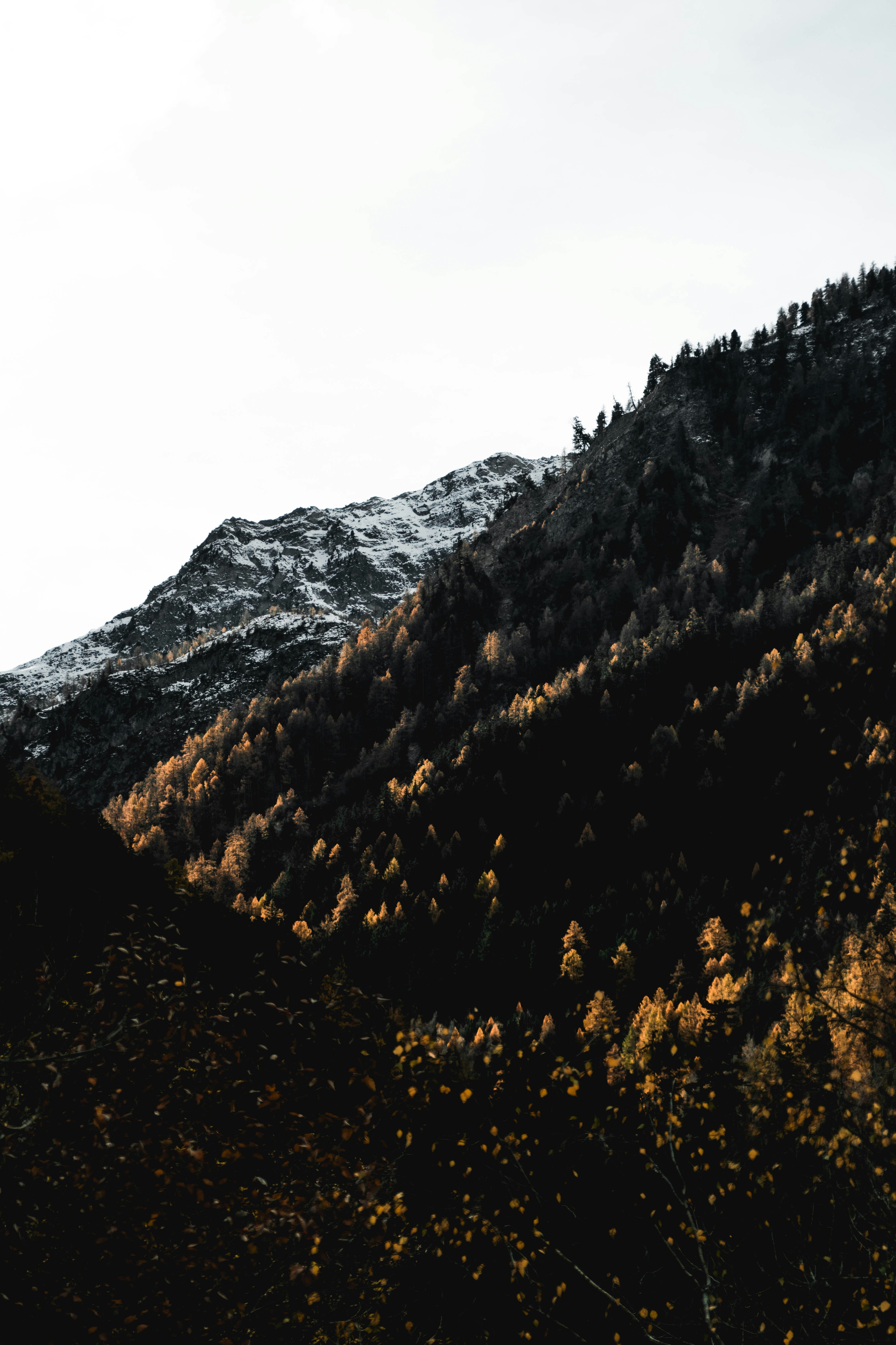 Autumn Forest on Snow-capped Mountain