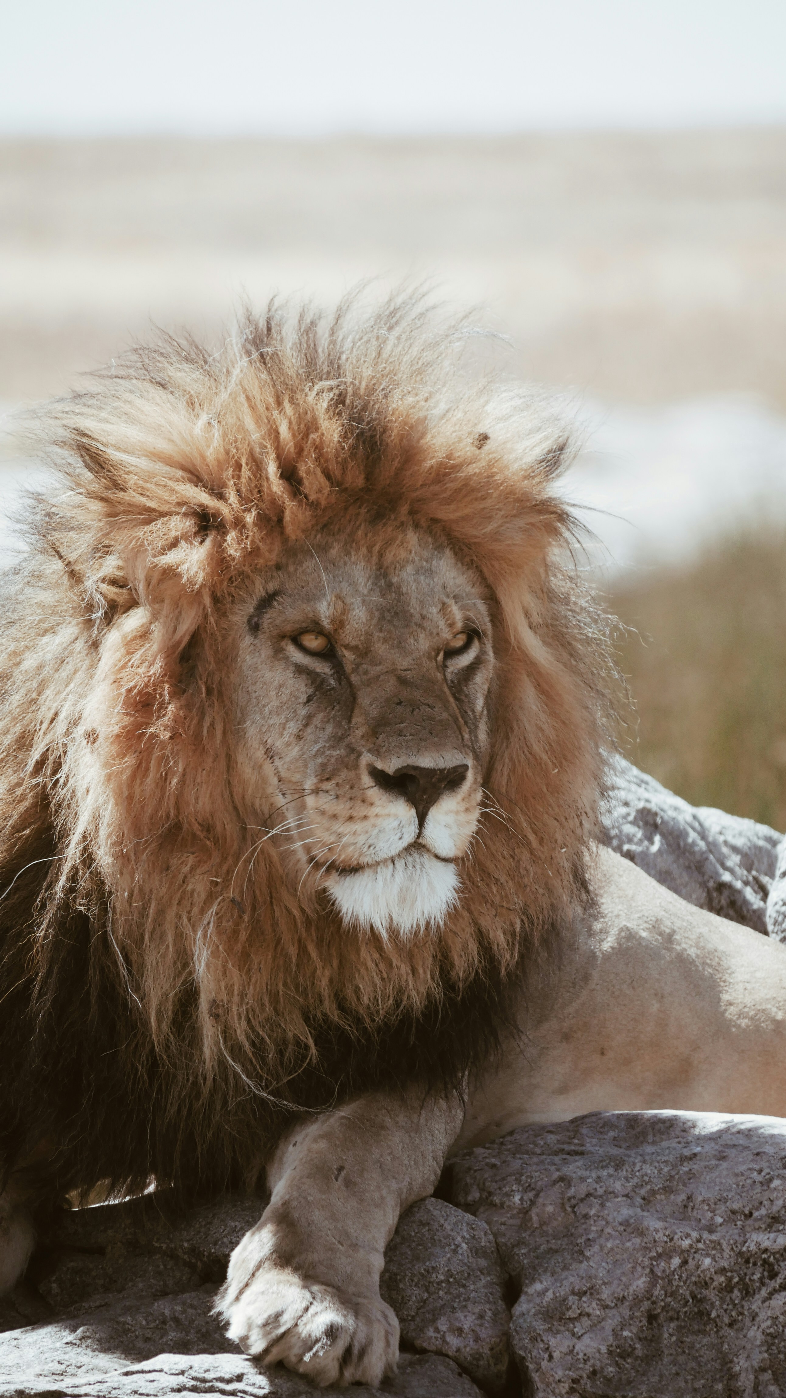 Male Lion Resting on Rocks